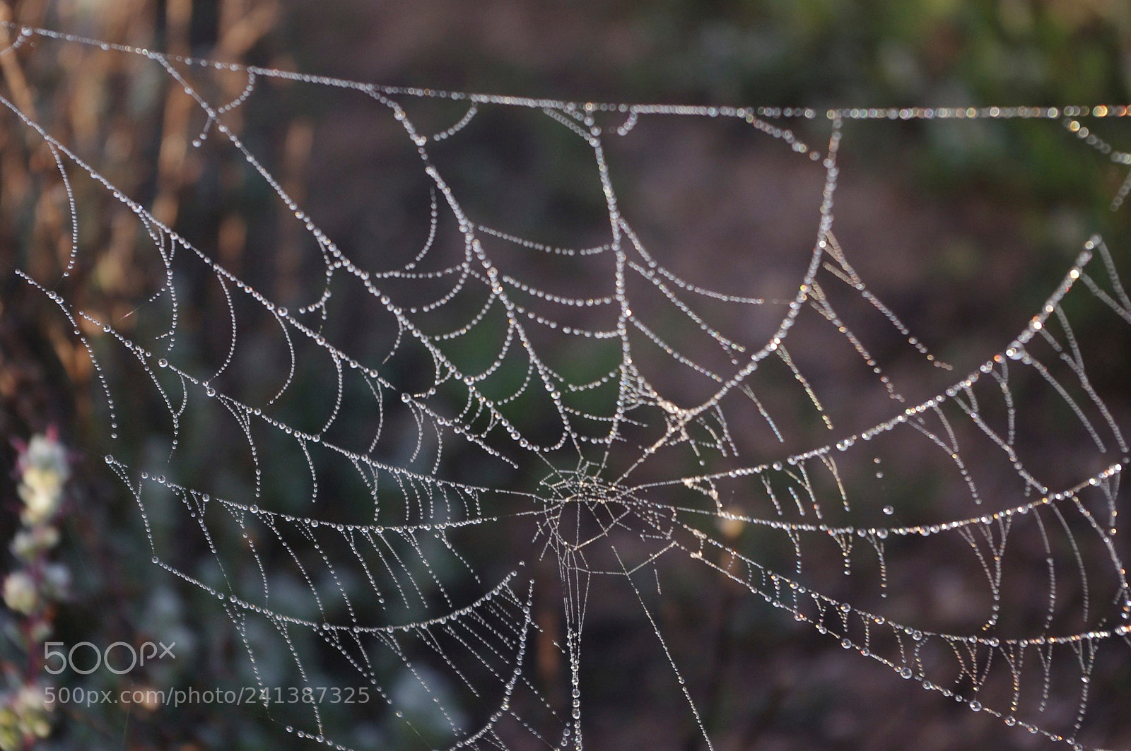 Pentax K-x sample photo. Morning dew photography