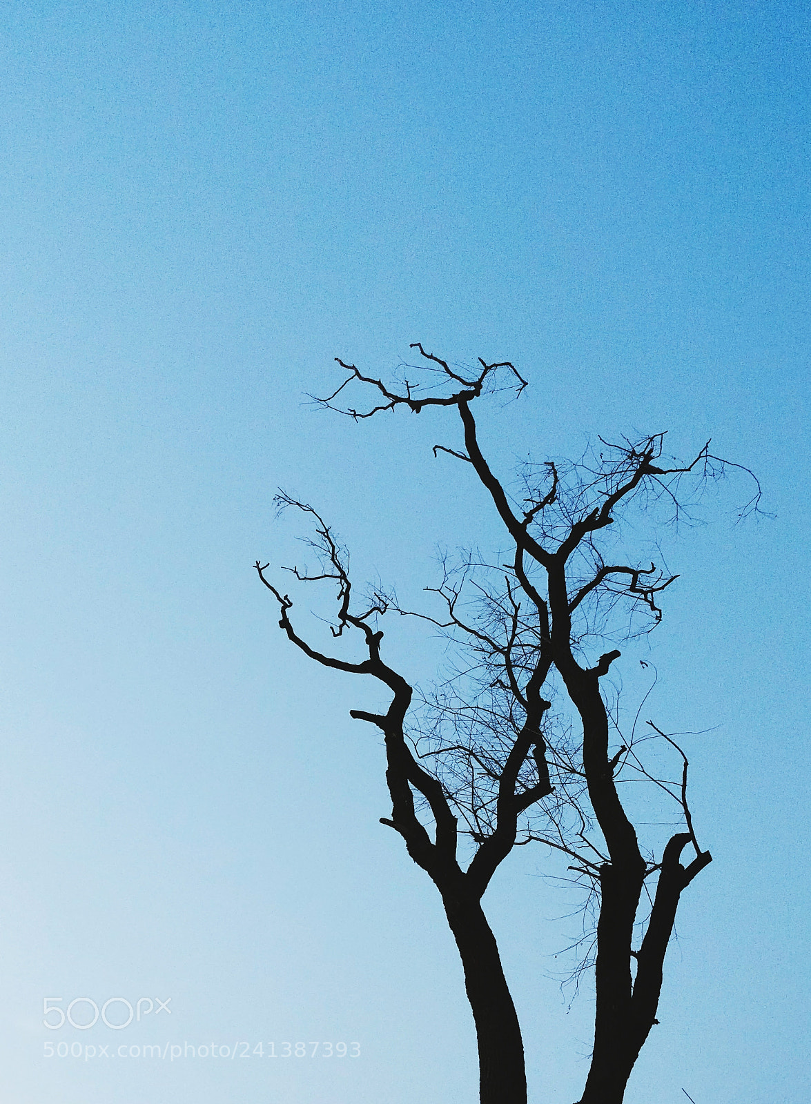 OnePlus 5 sample photo. Branch photography