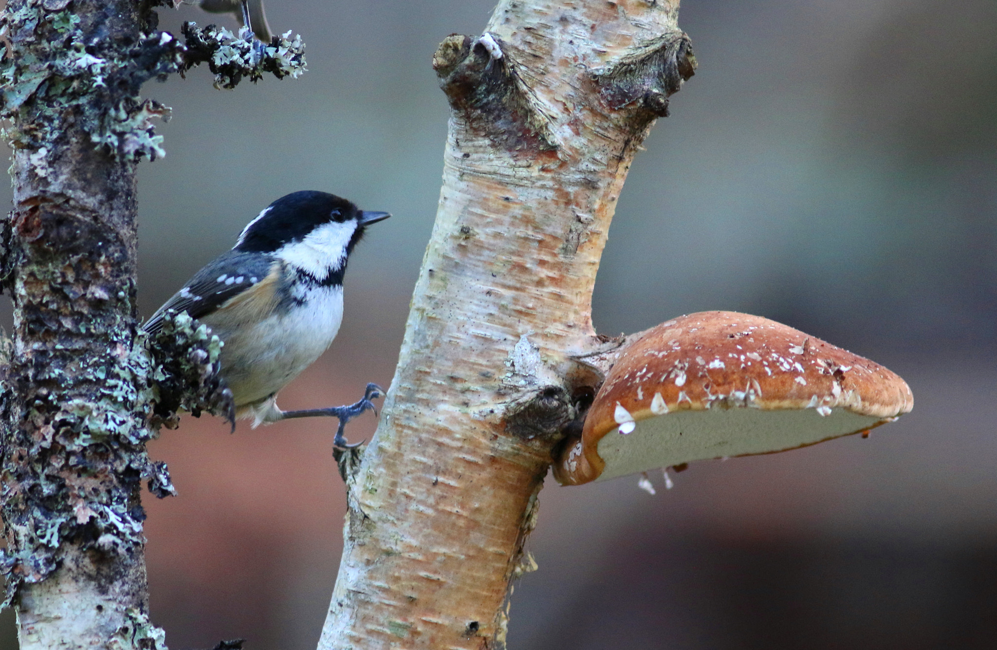 Canon EF 300mm F4L IS USM sample photo. Coal tit photography