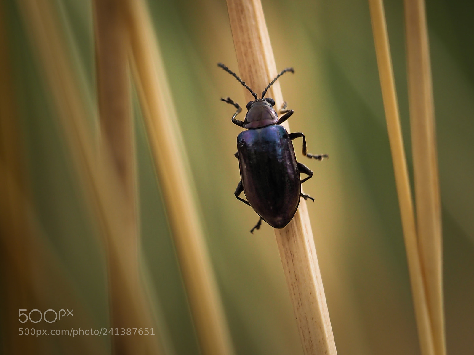 Olympus OM-D E-M10 sample photo. Beetle photography