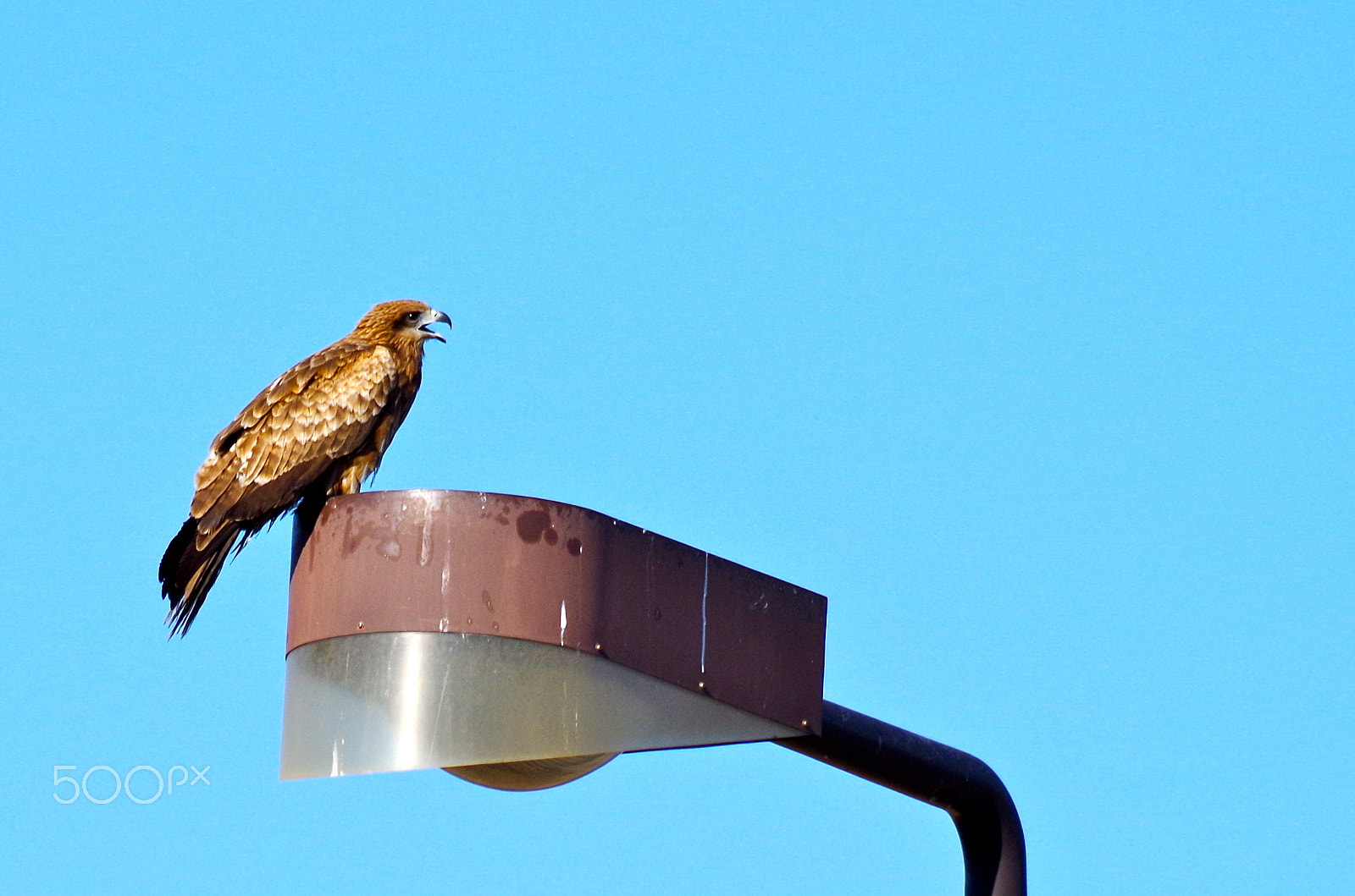 smc PENTAX-DA L 55-300mm F4-5.8 ED sample photo. Black kite photography