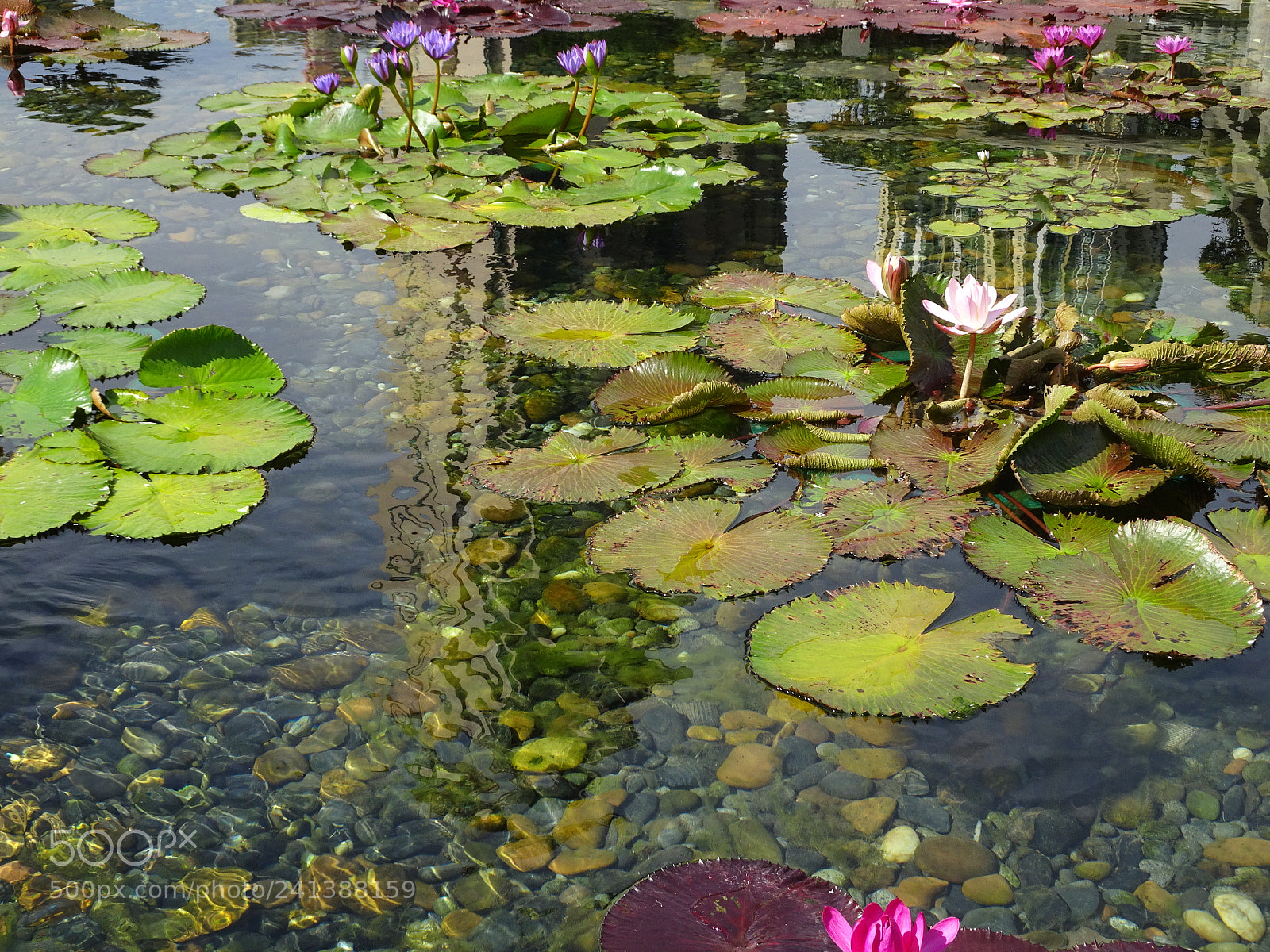 Sony Cyber-shot DSC-HX90V sample photo. Lotus pond photography
