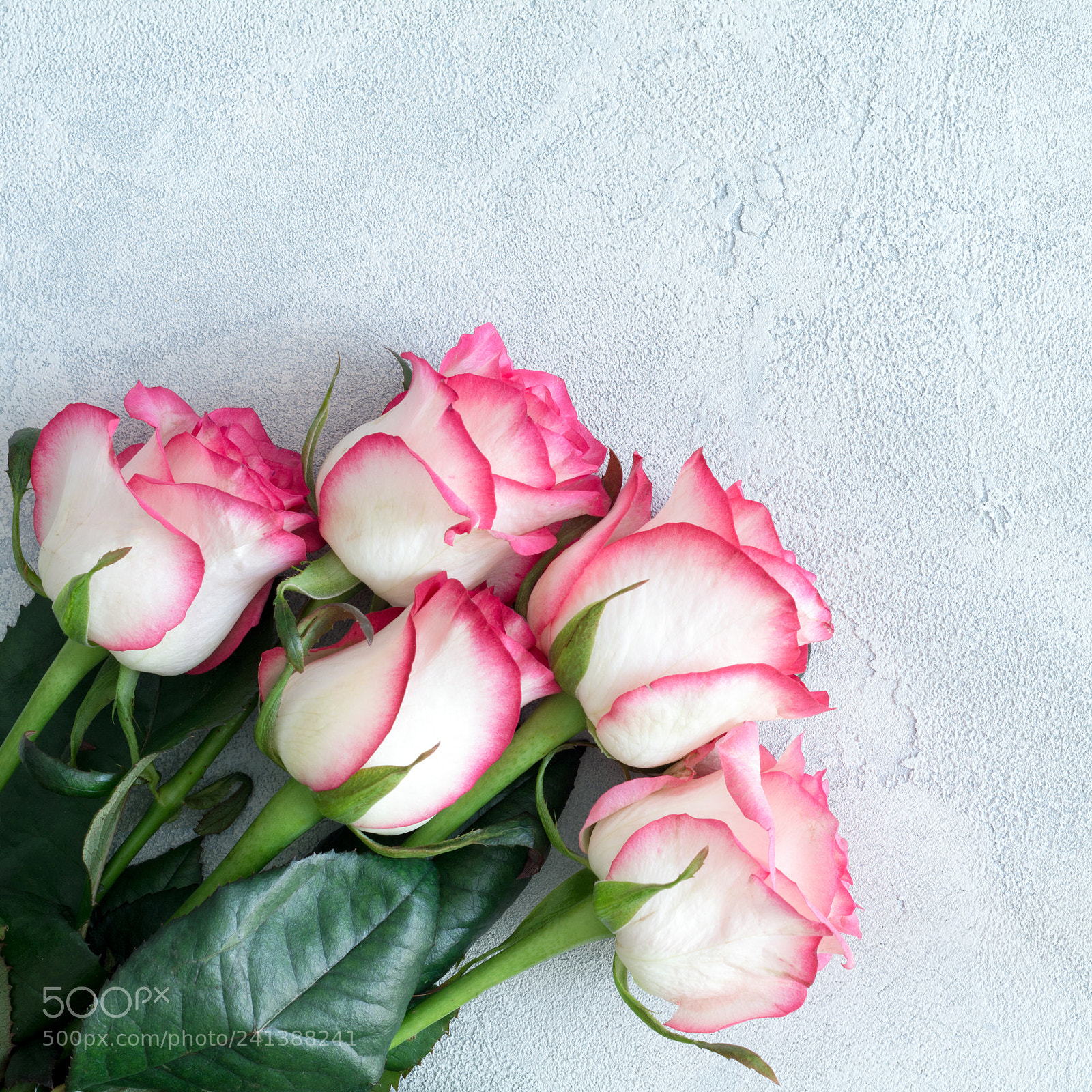 Nikon D7100 sample photo. Pink roses on bright photography