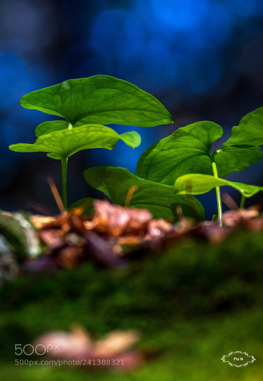 Nikon D7200 sample photo. Upcoming photography