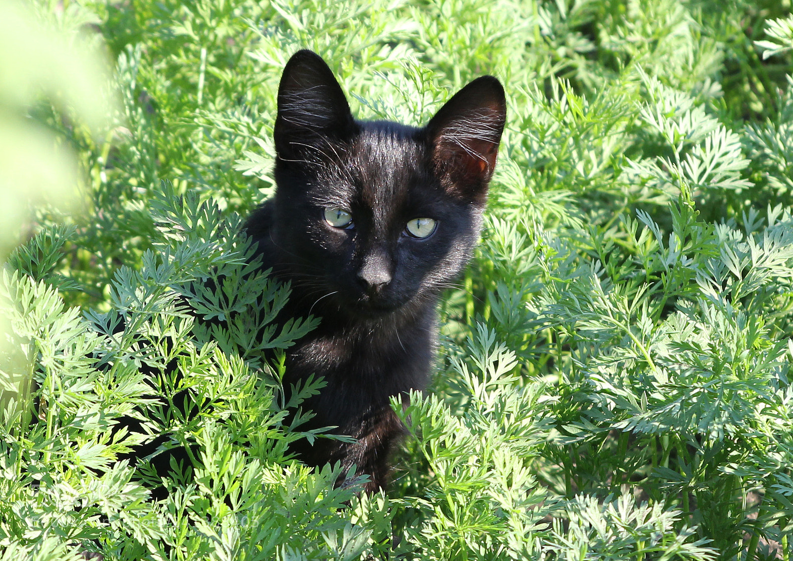 Canon EOS 60D sample photo. Portrait of a cat photography