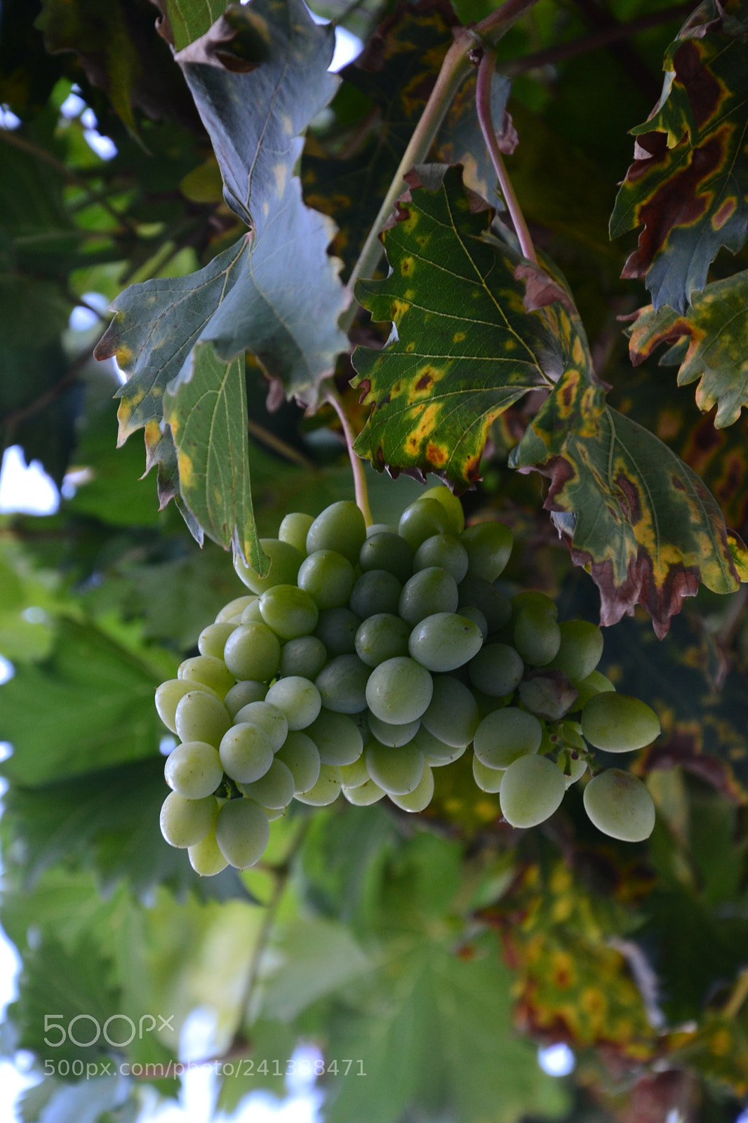 Nikon D3100 sample photo. Untitled photography