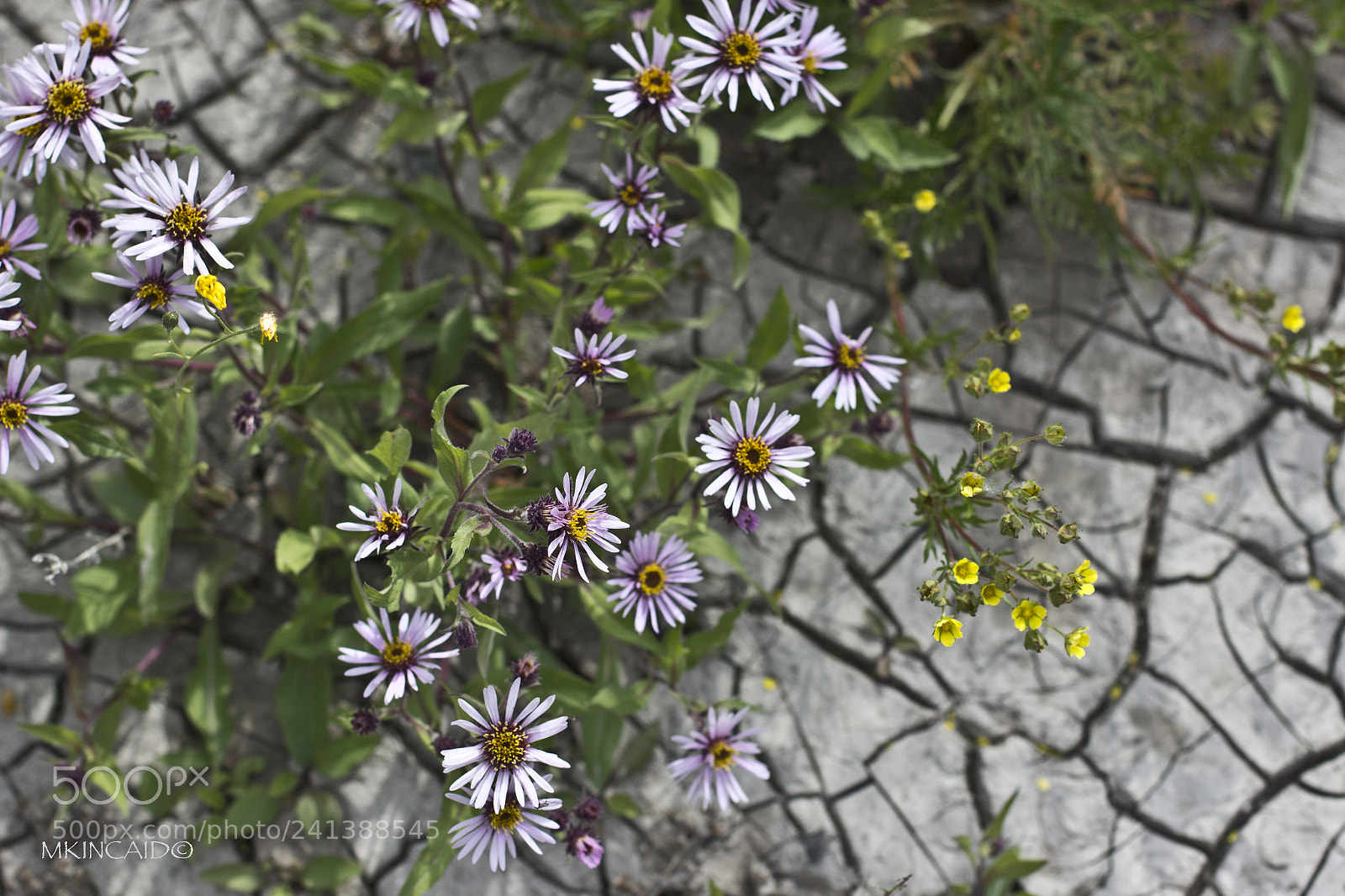 Canon EOS 600D (Rebel EOS T3i / EOS Kiss X5) sample photo. Wm photography