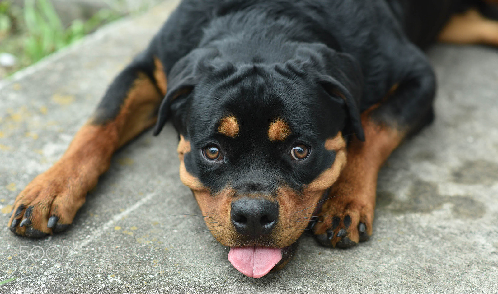 Nikon D810 sample photo. Dog photography
