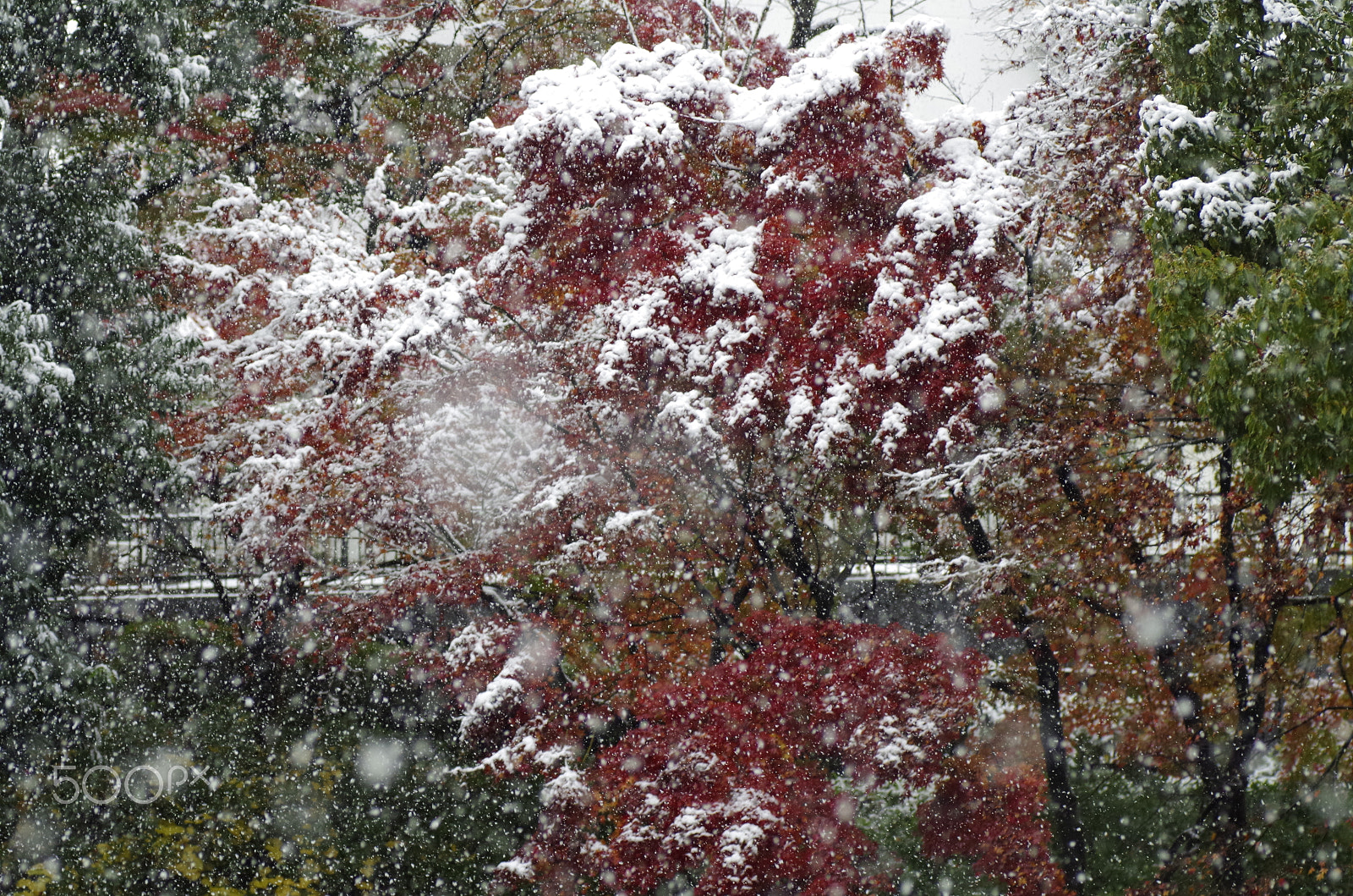 Pentax K-30 sample photo. 紅葉に雪は降る　snow falls on autumn colors photography