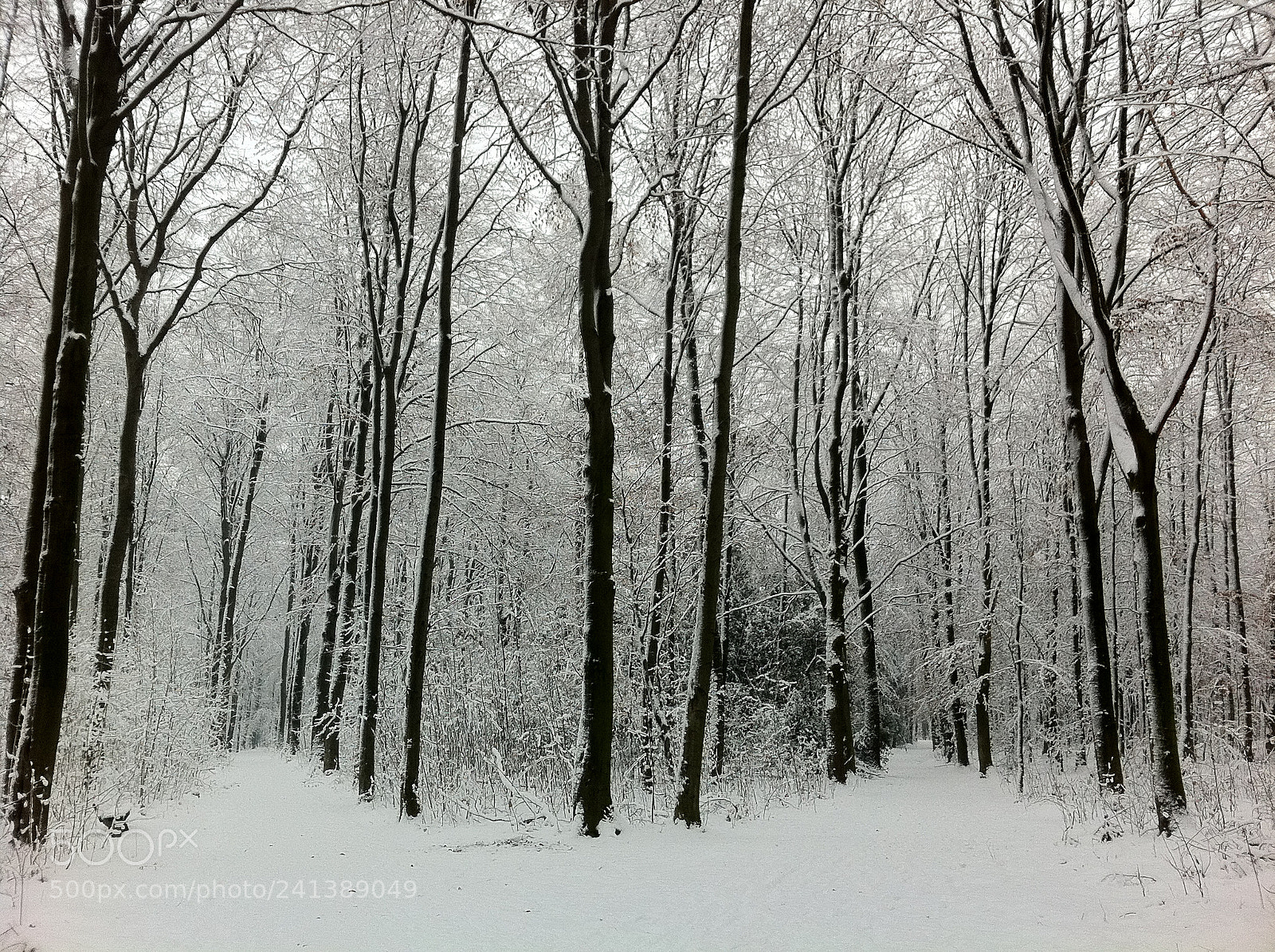Apple iPhone 4 sample photo. Winter wonderland photography