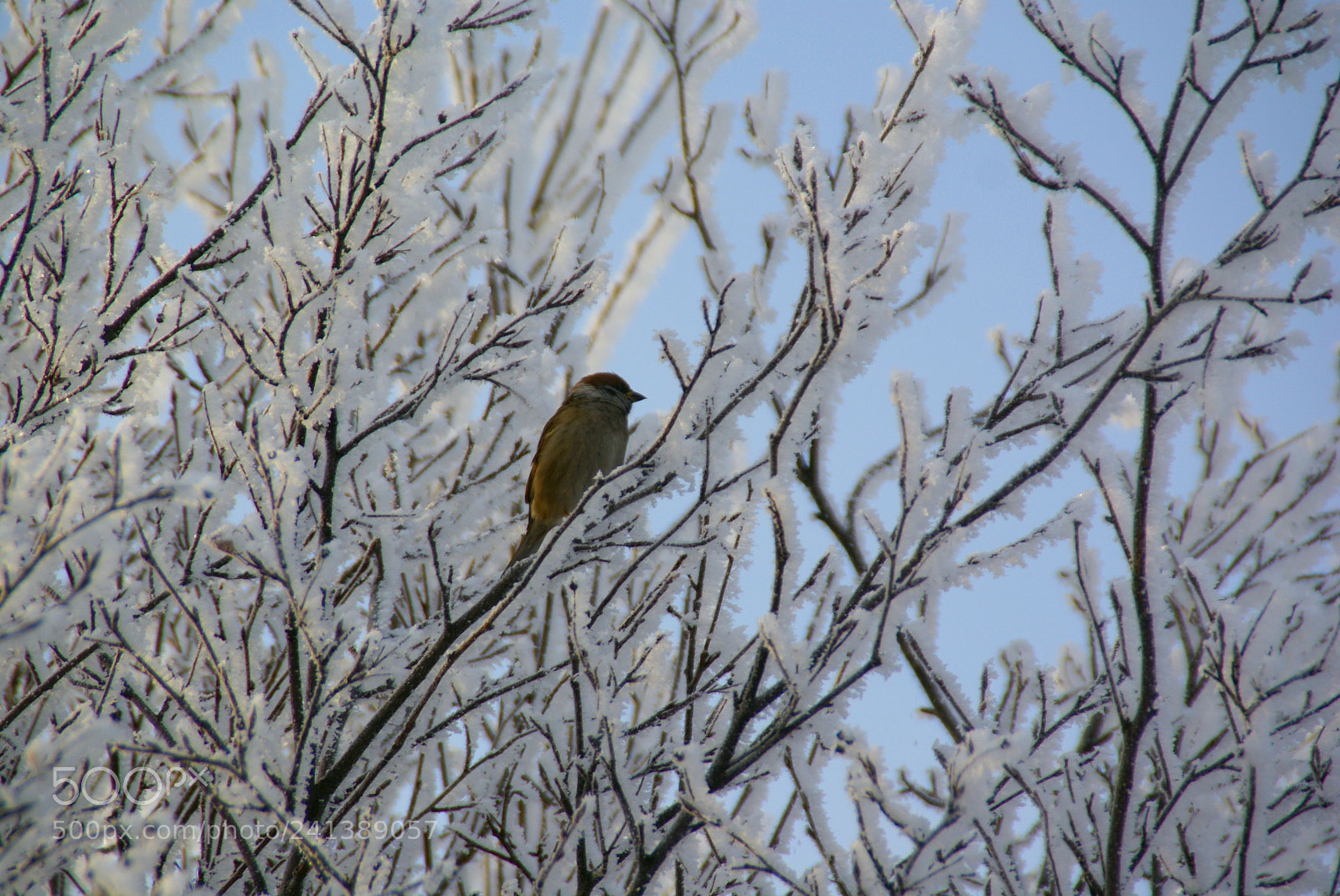 Sony Alpha DSLR-A100 sample photo. Sparrow (passer domecticus) photography