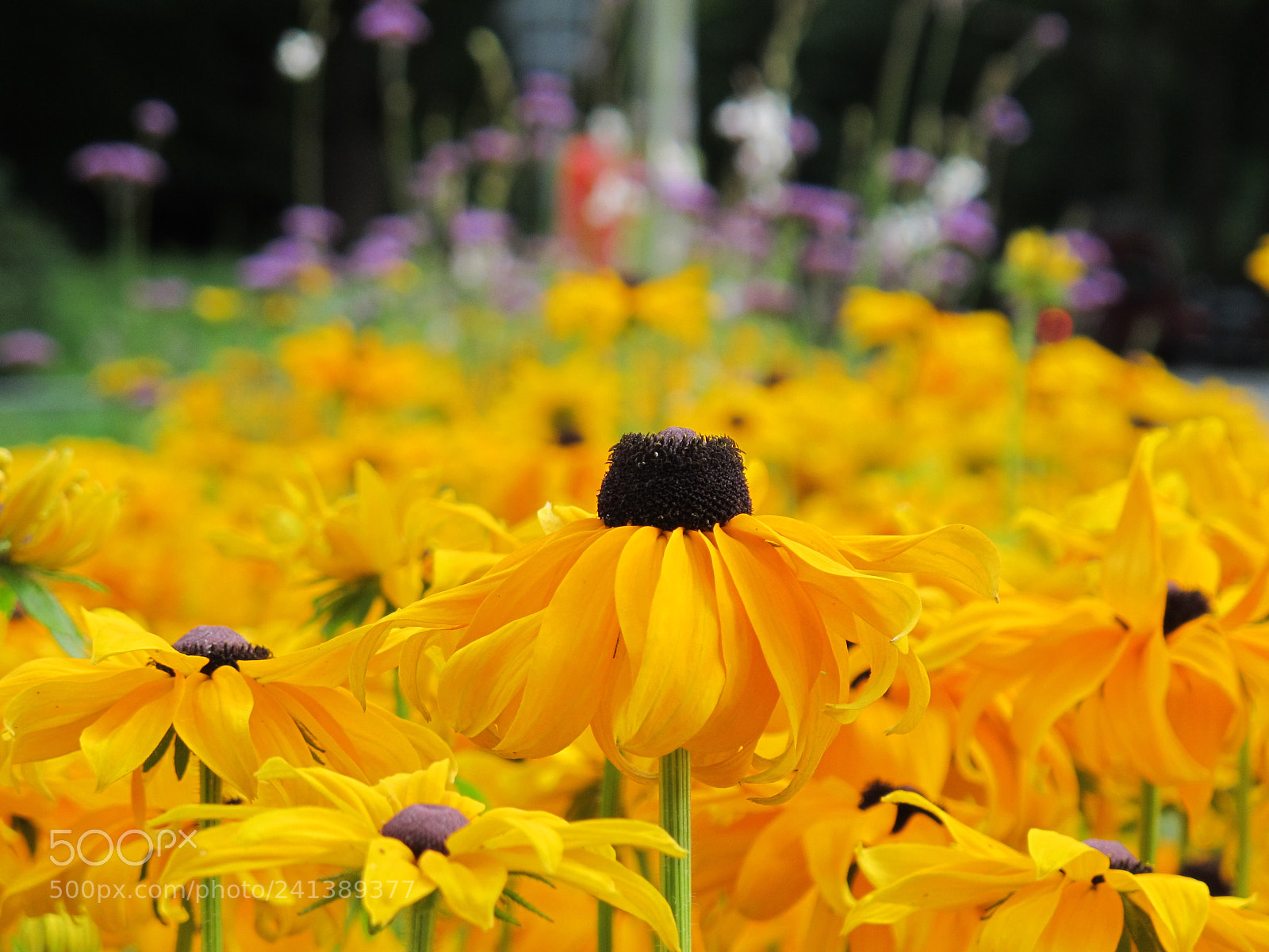 Canon PowerShot G12 sample photo. Yellow flowers photography