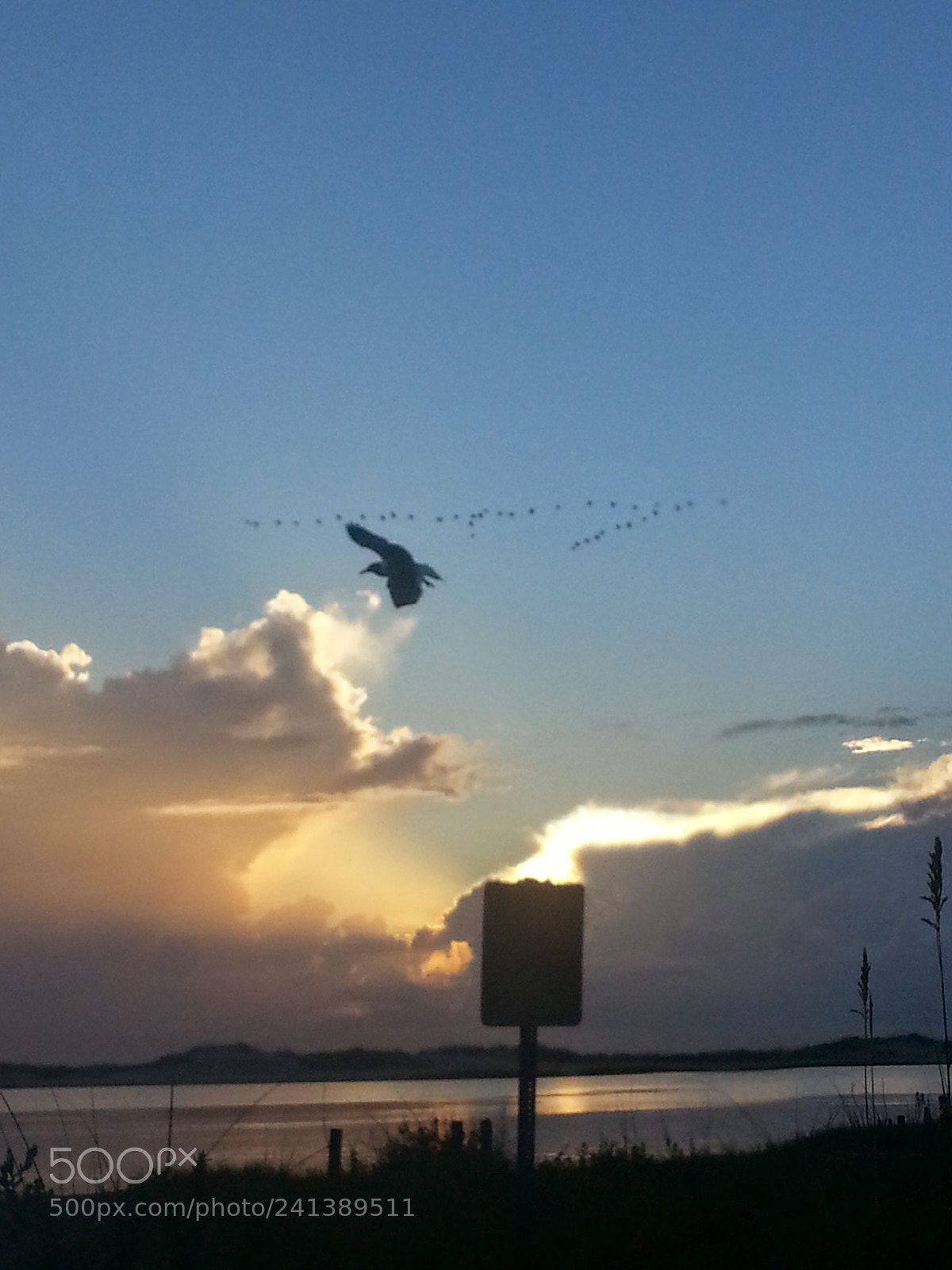 Samsung Galaxy S3 sample photo. Nature's beauty photography