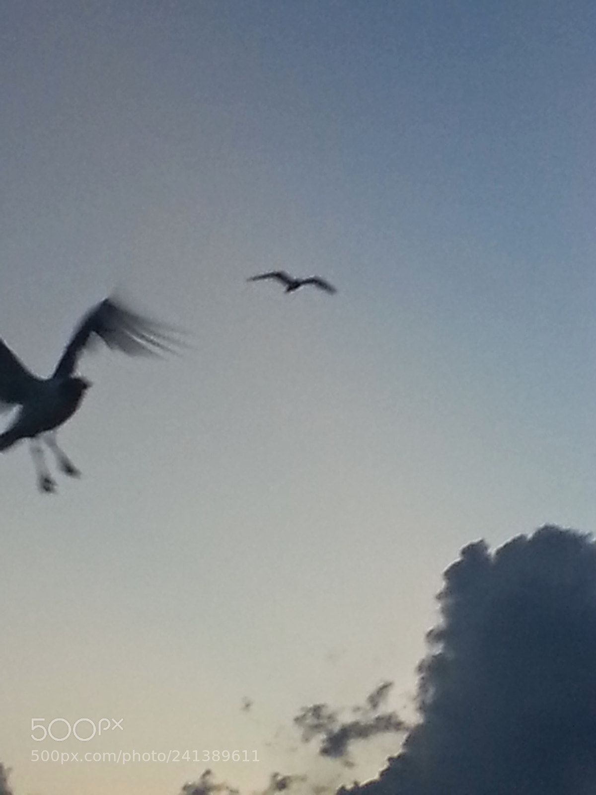 Samsung Galaxy S3 sample photo. Nature's beauty photography