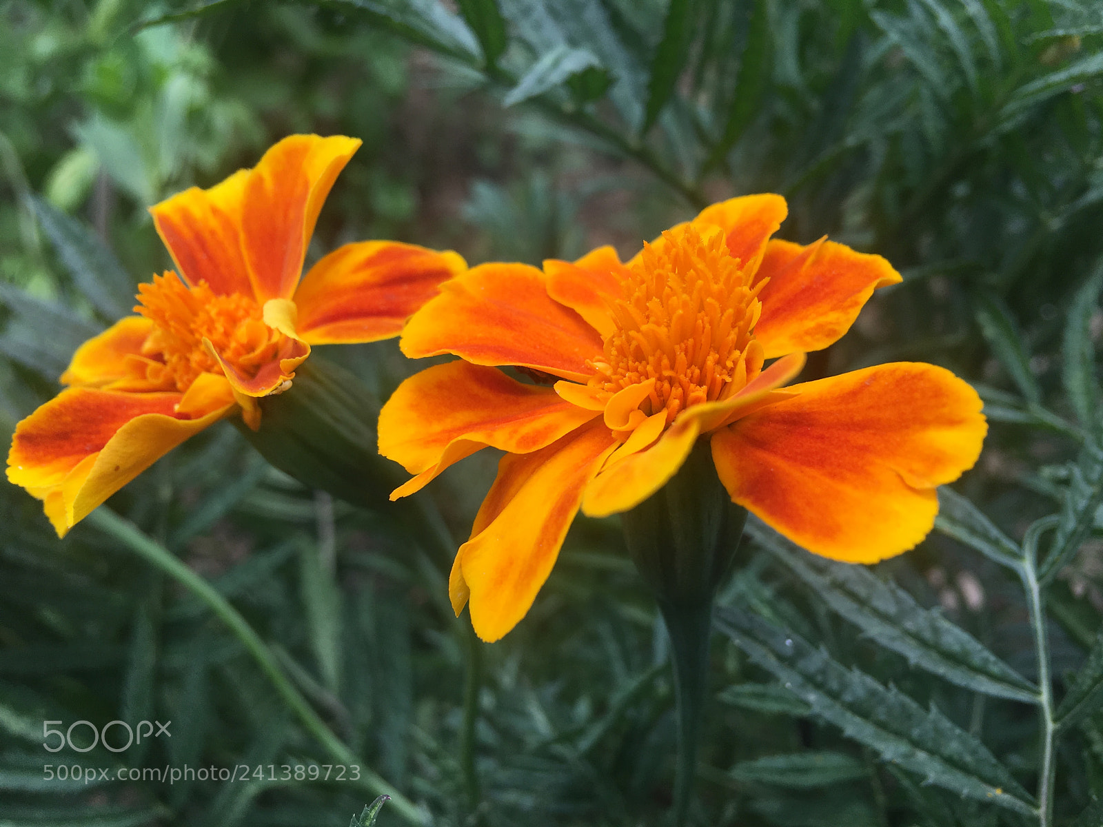 Apple iPhone 6s Plus sample photo. Untitled photography