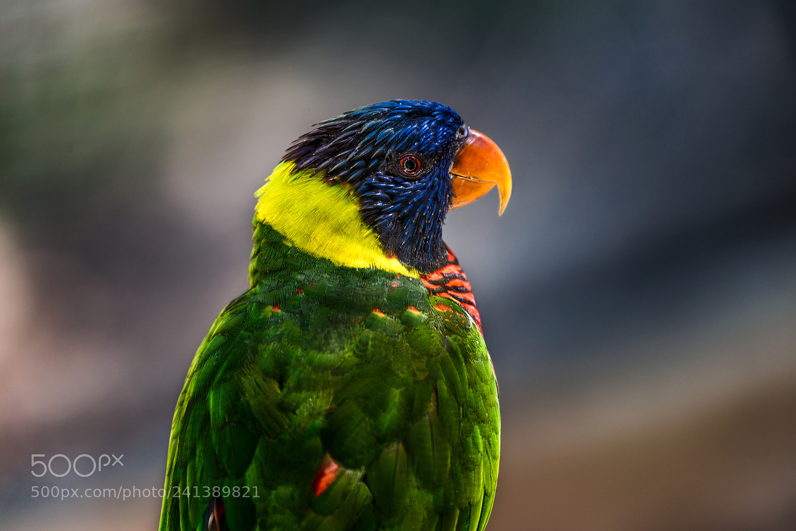 Nikon D800 sample photo. Rainbow lorikeet photography