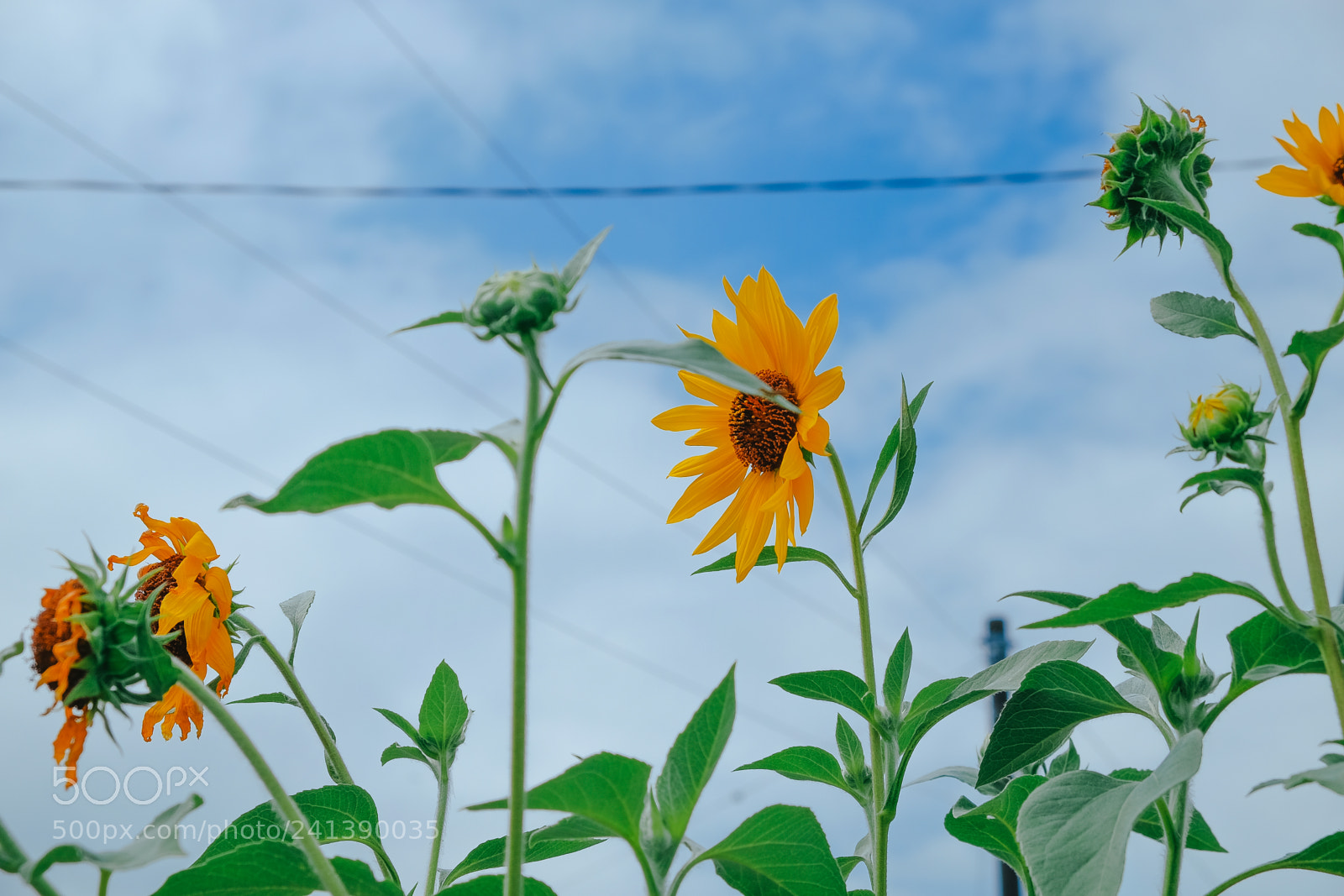 Fujifilm X-T10 sample photo. Son photography