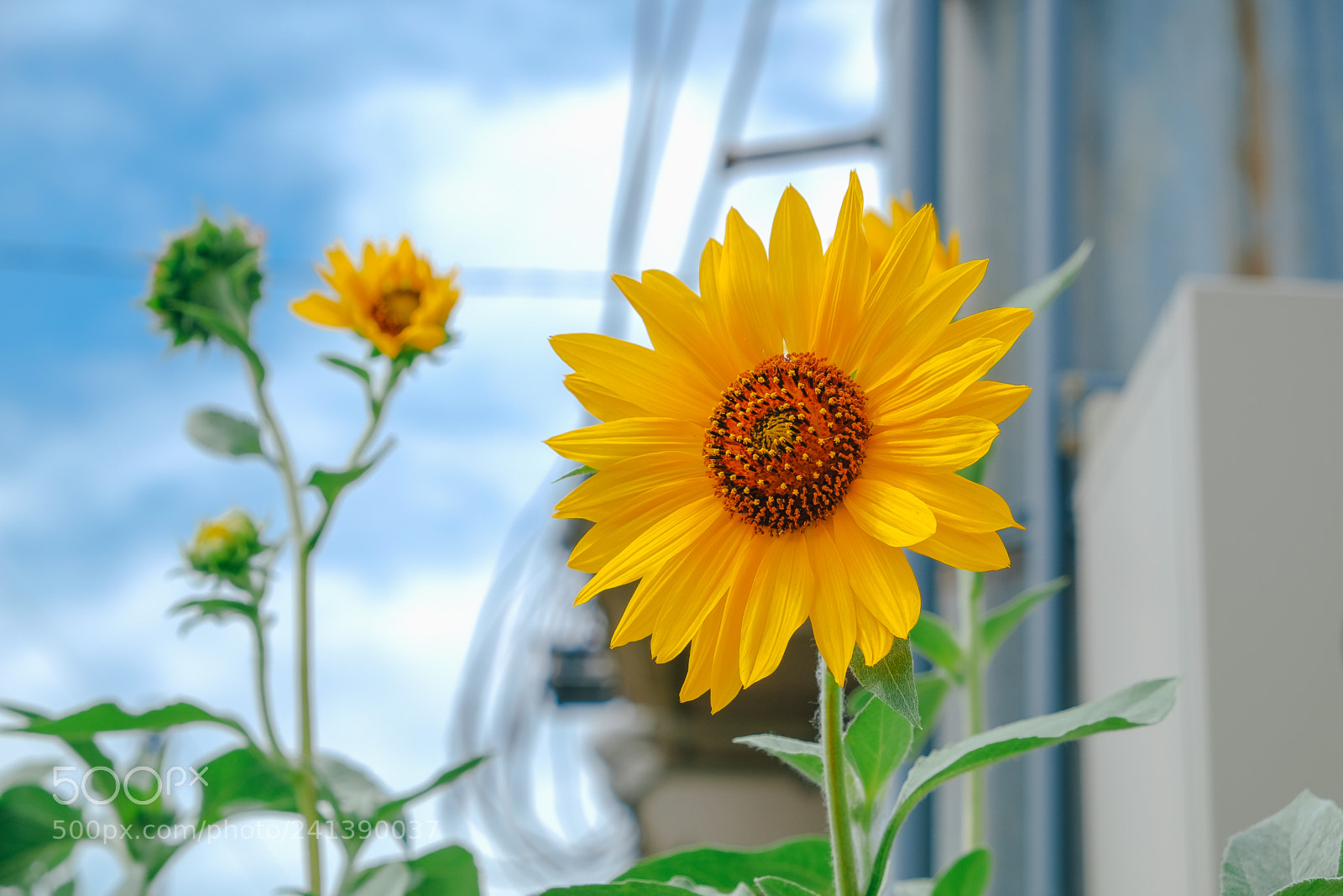 Fujifilm X-T10 sample photo. Son photography