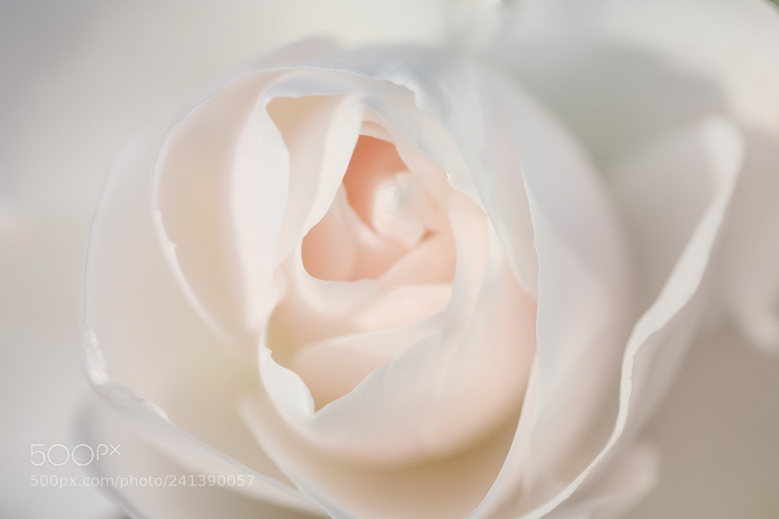 Fujifilm X-Pro2 sample photo. Crème de rose photography