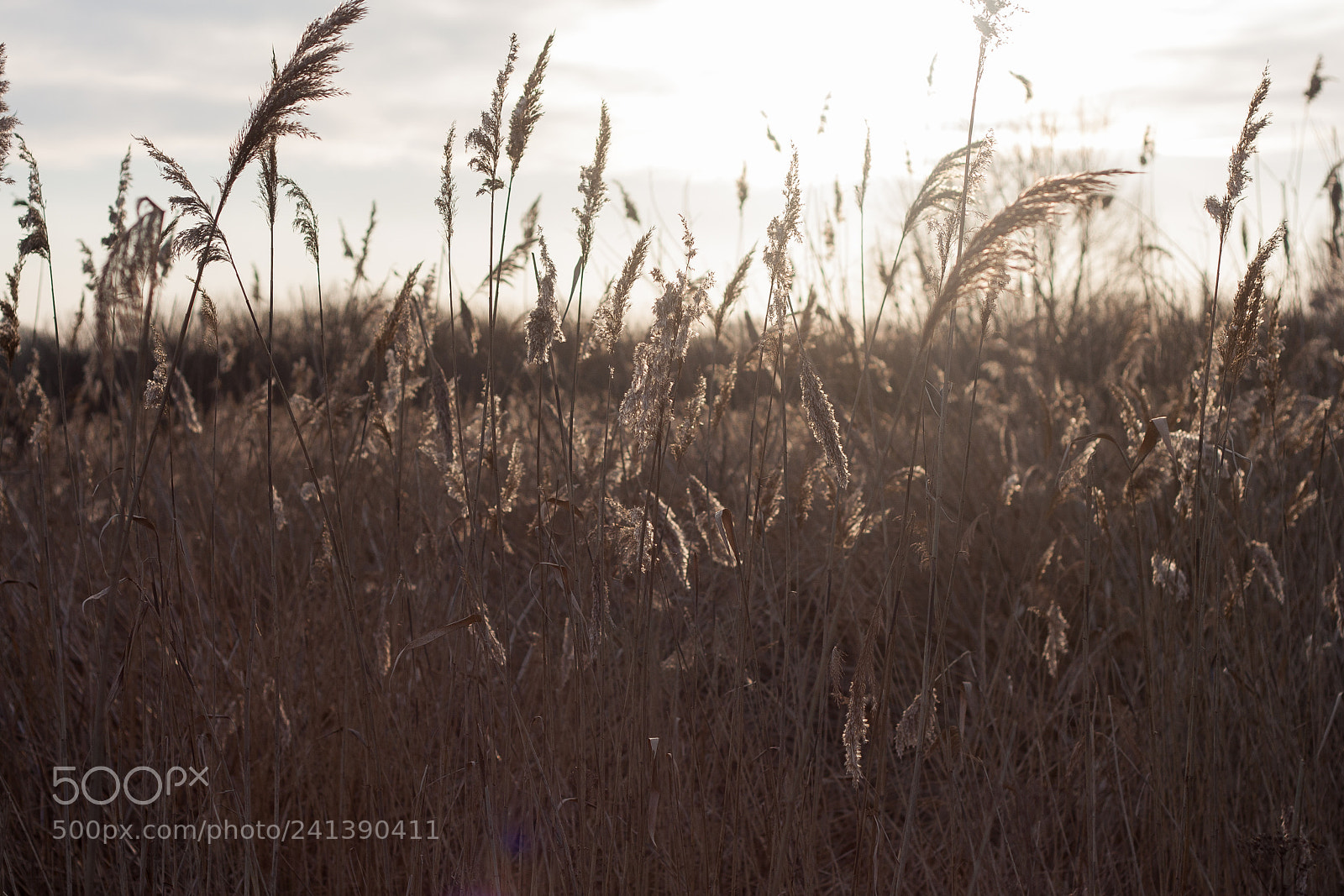 Canon EOS 40D sample photo. Reeds photography