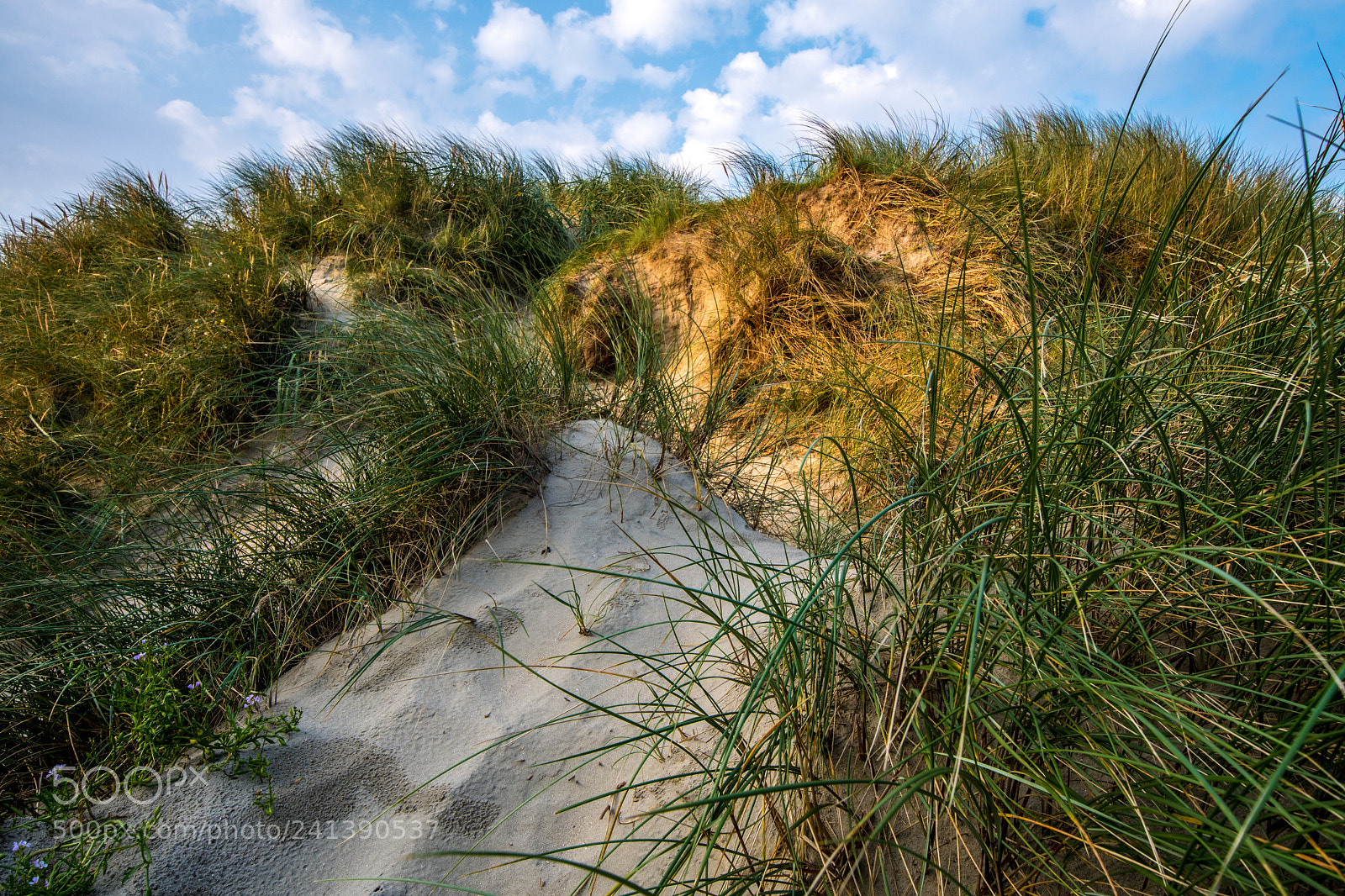 Nikon D500 sample photo. Dune photography