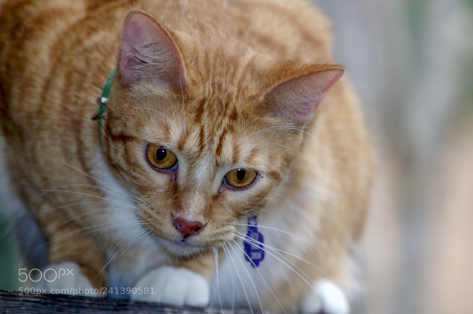 Nikon D3200 sample photo. Pure focus photography