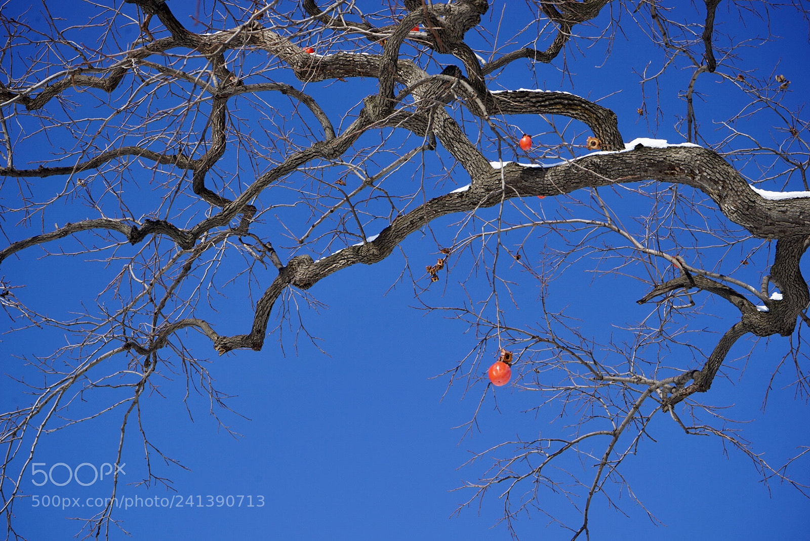 Sony a7 sample photo. 雪 photography