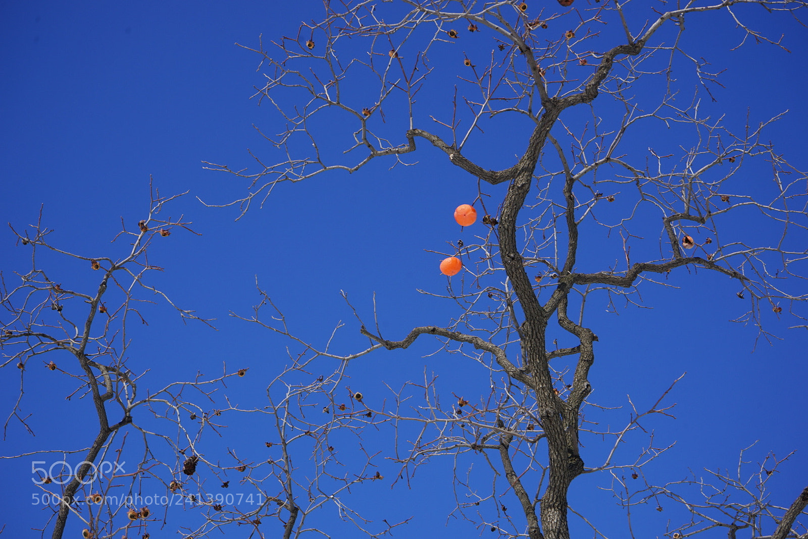 Sony a7 sample photo. 雪 photography