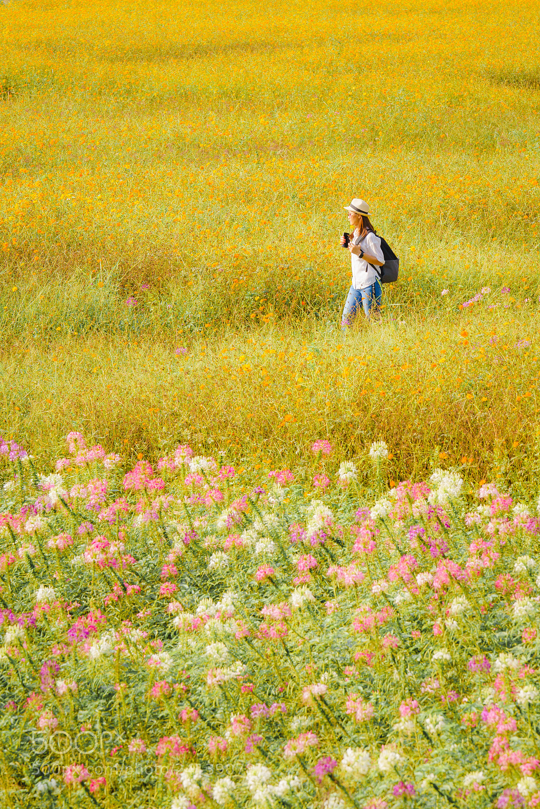 Sony a7R sample photo. Flowers @jimthomson farm thailand photography