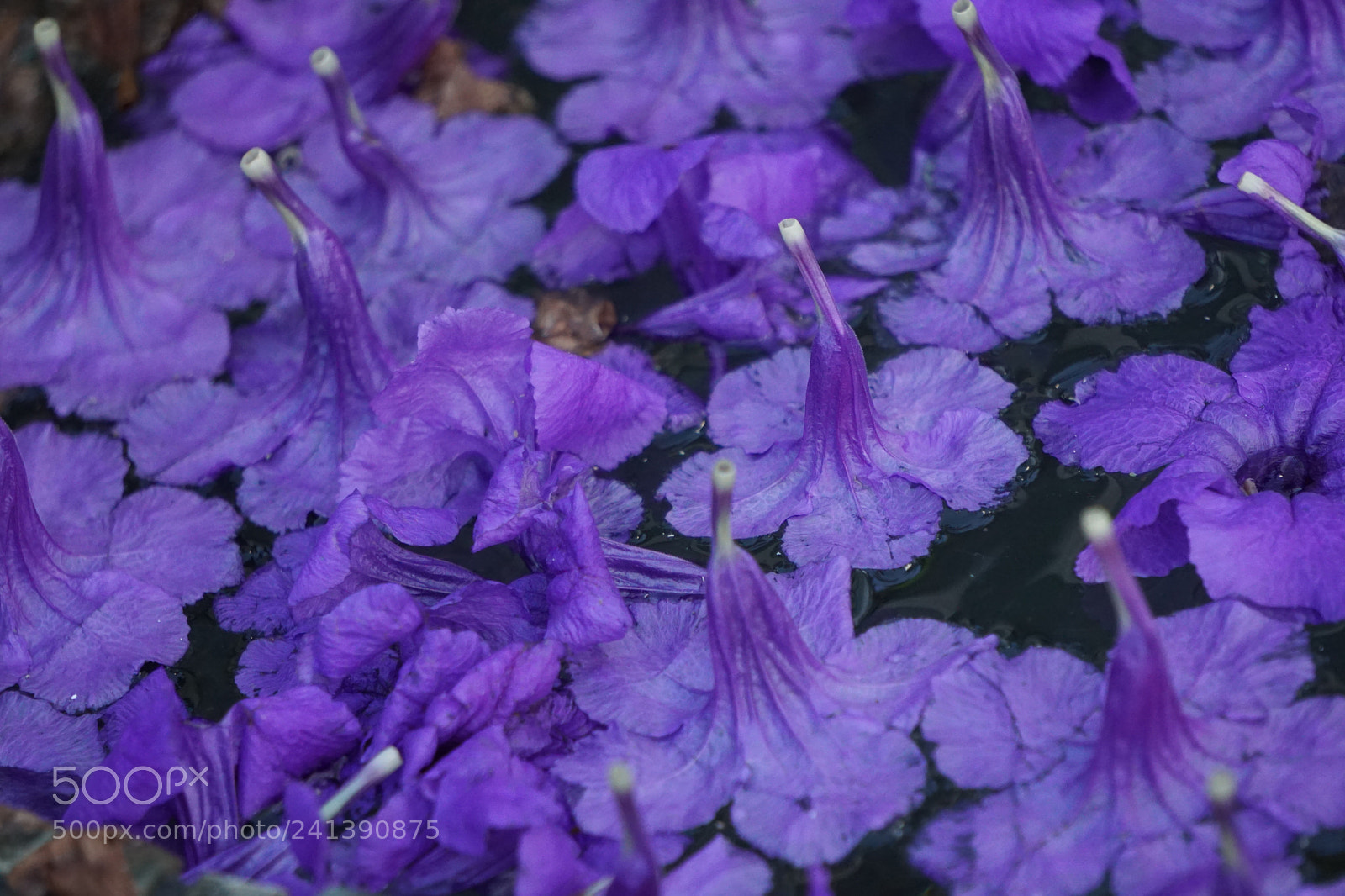 Sony E 55-210mm F4.5-6.3 OSS sample photo. The color photography
