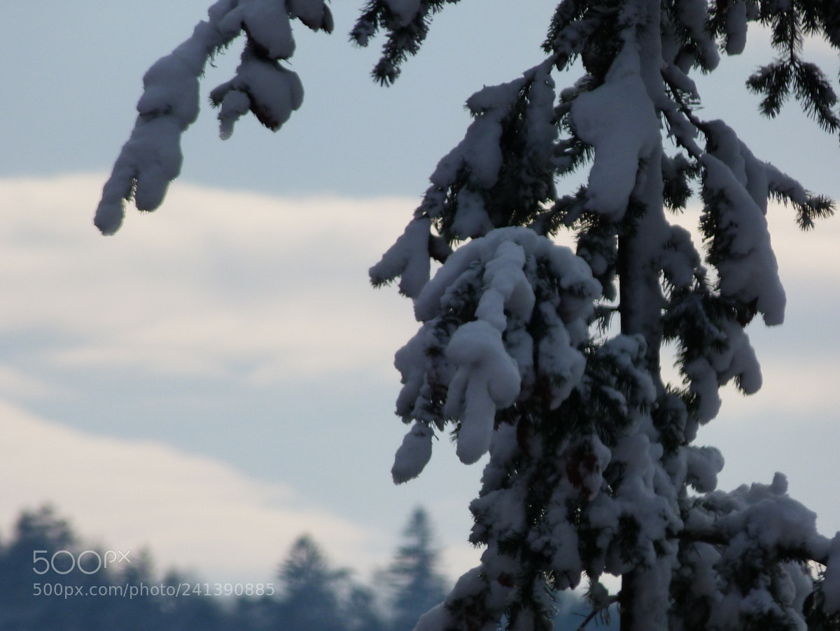 Panasonic Lumix DMC-FZ40 (Lumix DMC-FZ45) sample photo. Winter pictures from slovakia photography