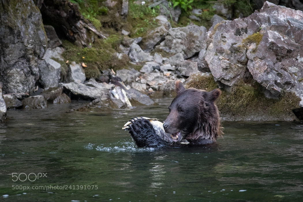 Canon EOS-1D X Mark II sample photo. Grizzly bear photography