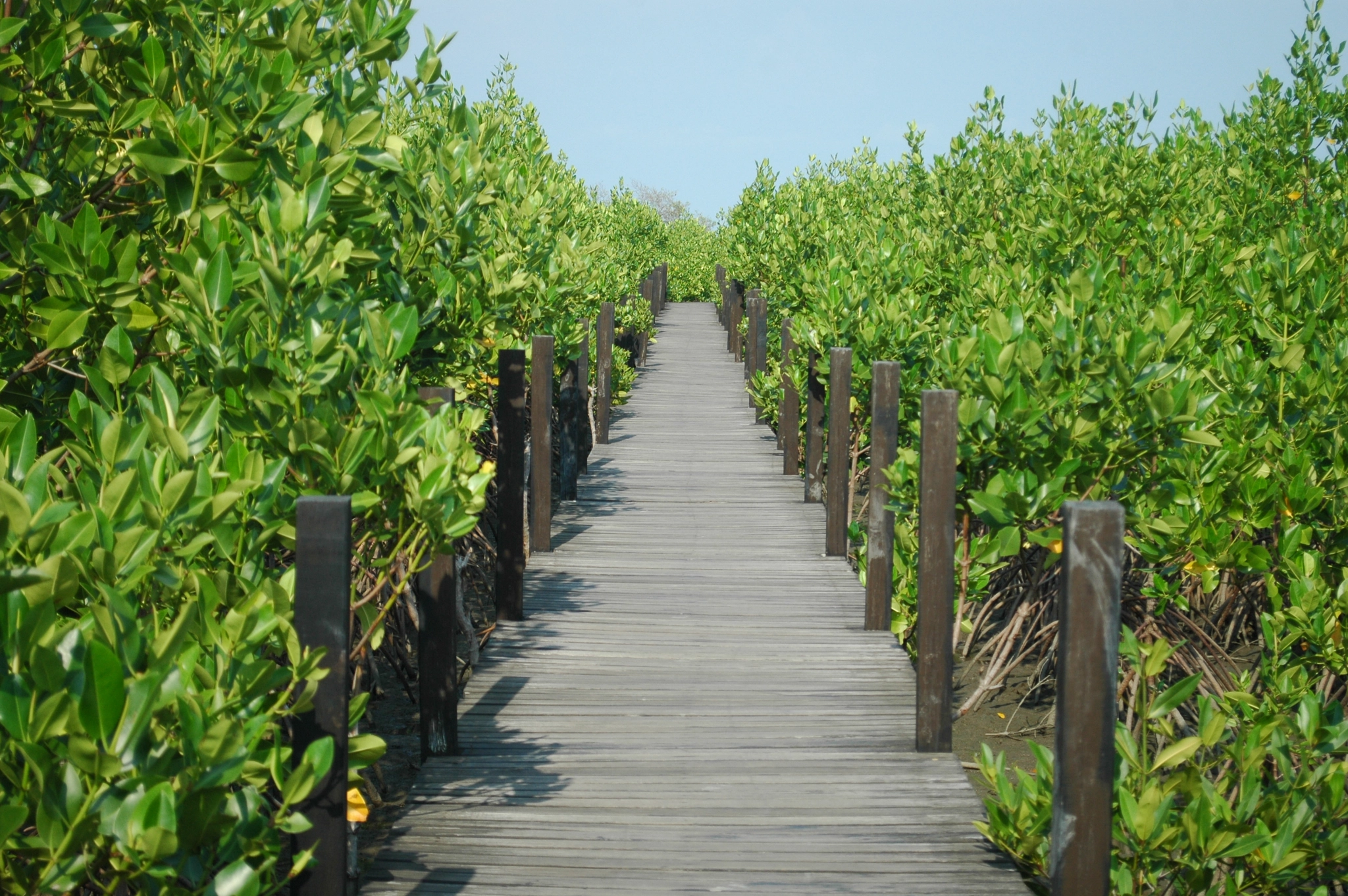 Nikon D70s + Nikon AF-S DX Nikkor 18-55mm F3.5-5.6G VR sample photo. Wood bridge in mangrove forest photography