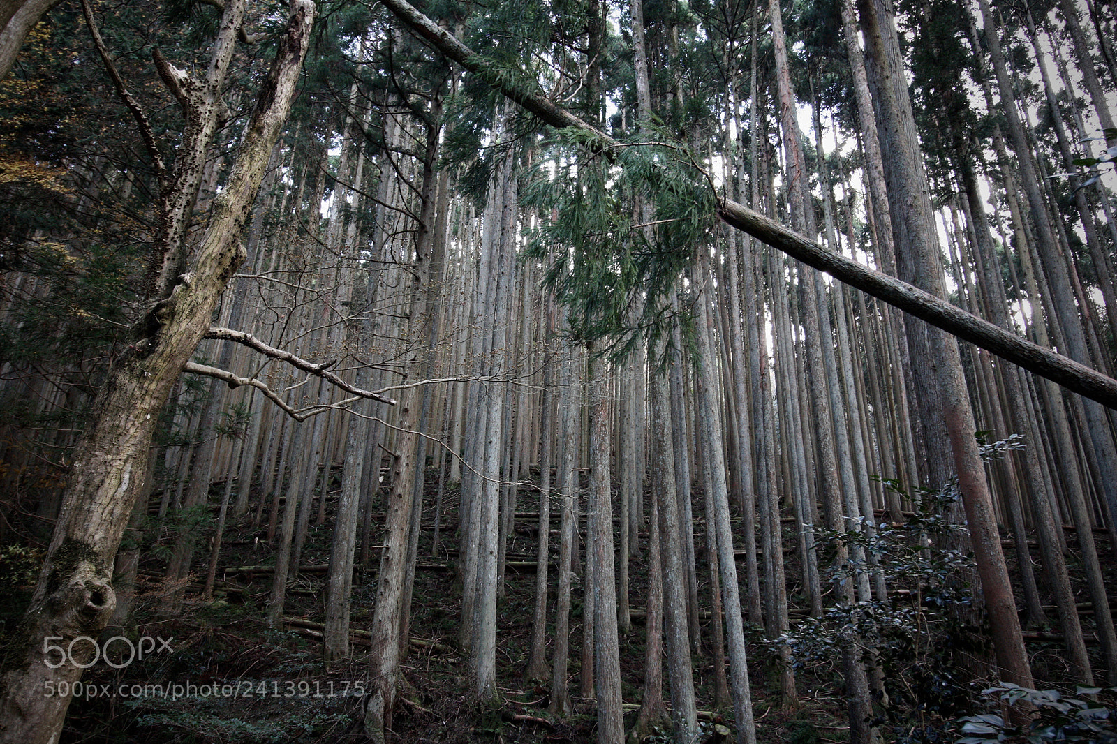 Canon EOS 450D (EOS Rebel XSi / EOS Kiss X2) sample photo. Trees of ohara photography