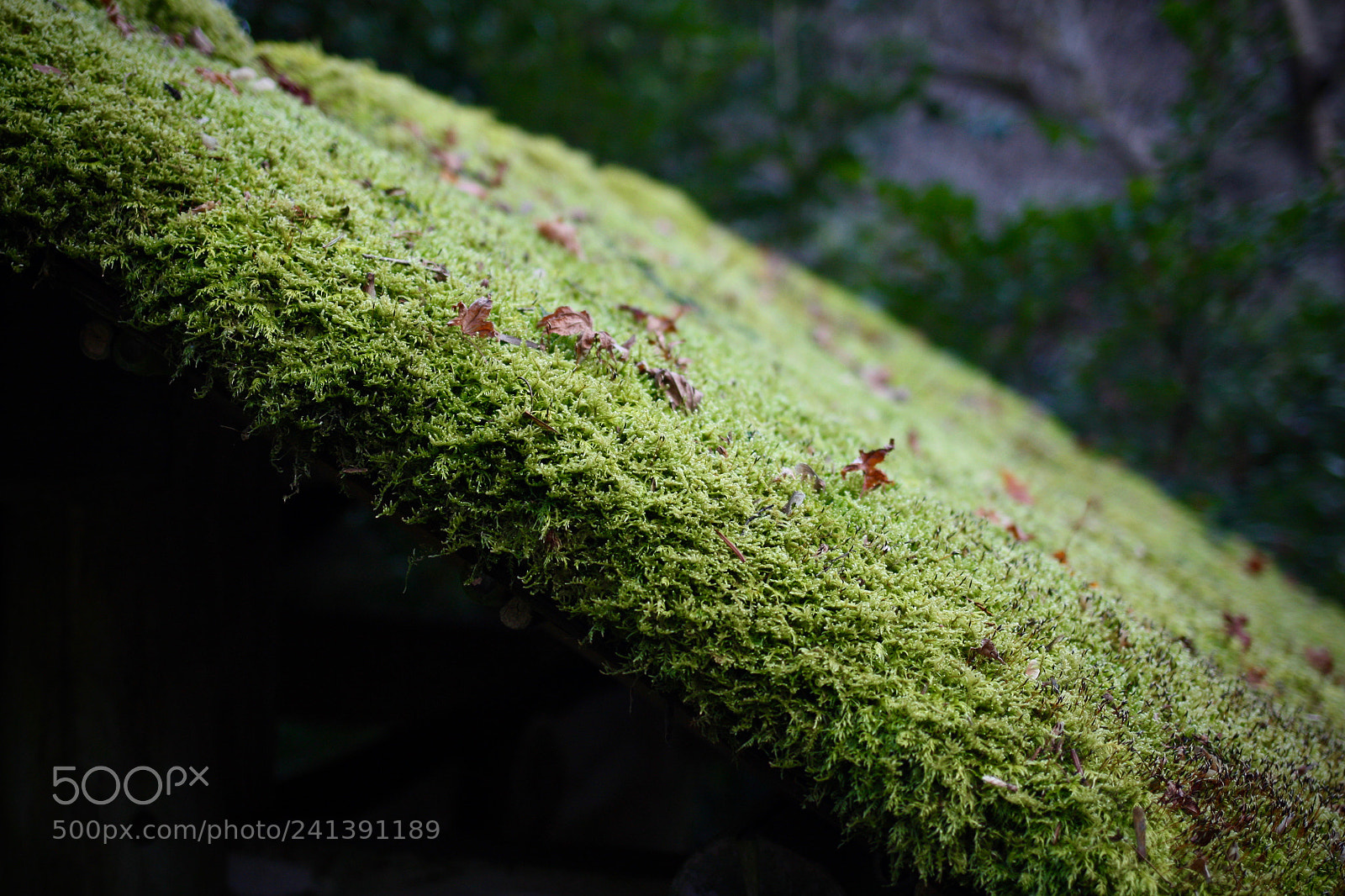 Canon EOS 450D (EOS Rebel XSi / EOS Kiss X2) sample photo. Mossy roof photography