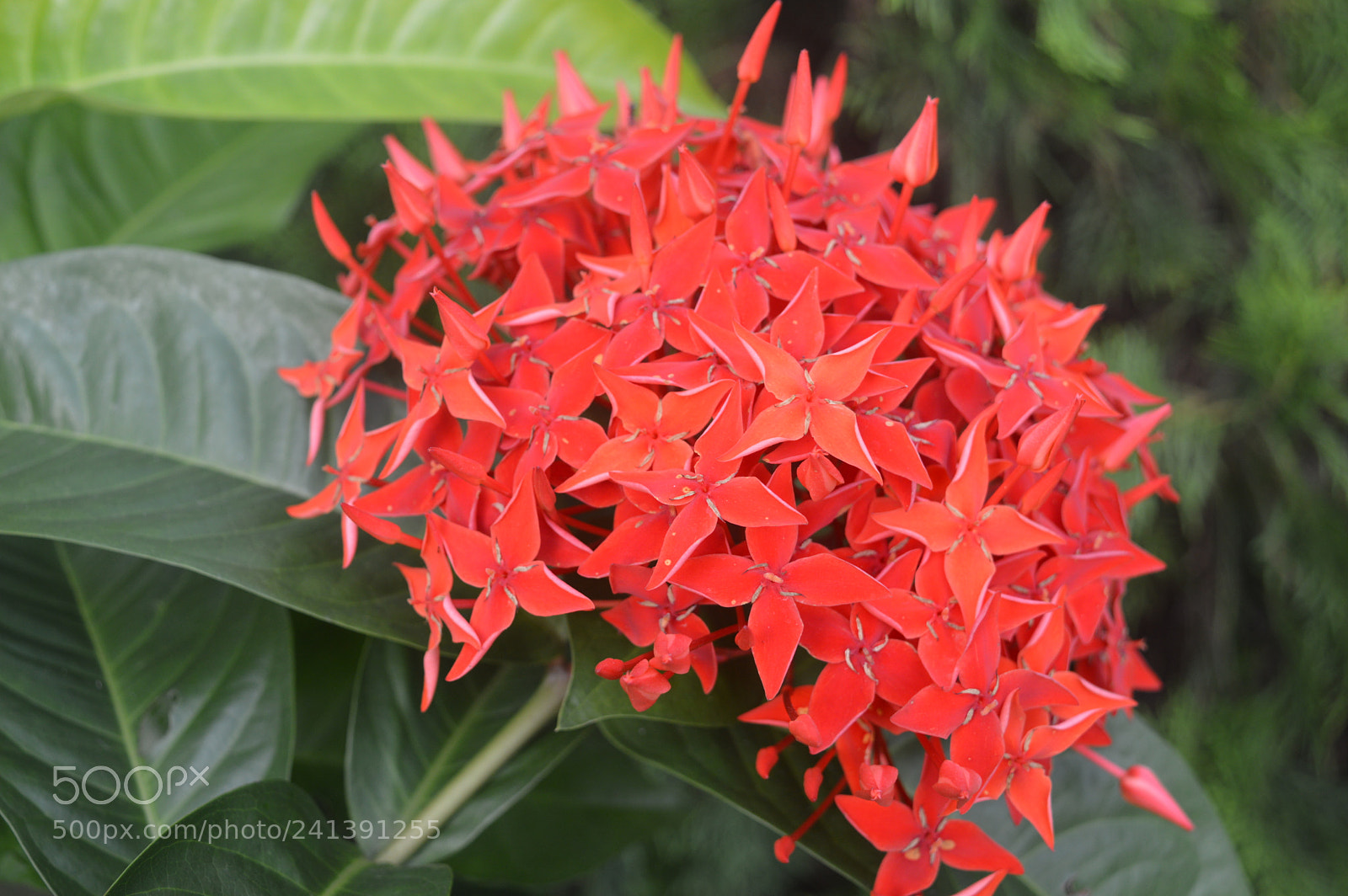 Nikon D3200 sample photo. Rangoooon photography