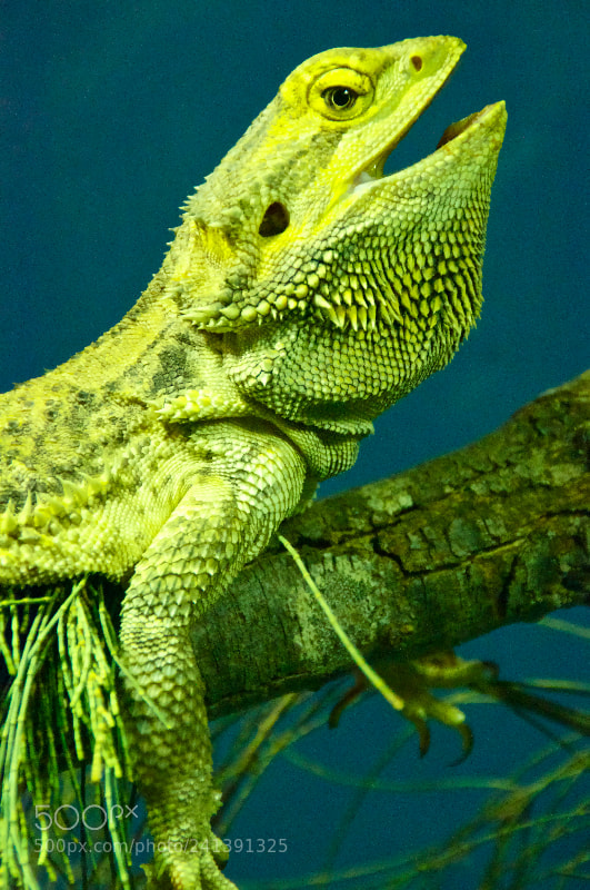 Nikon D5000 sample photo. Lounging lizard photography