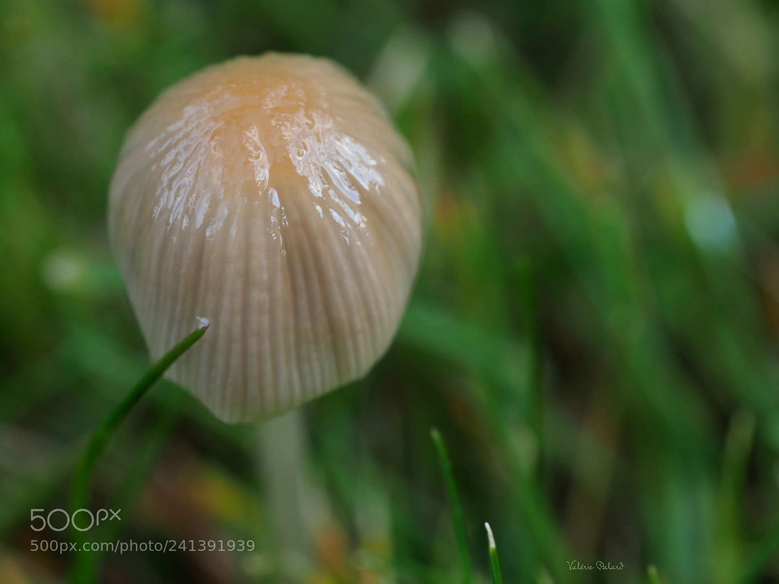 Olympus OM-D E-M5 II sample photo. Champignon photography