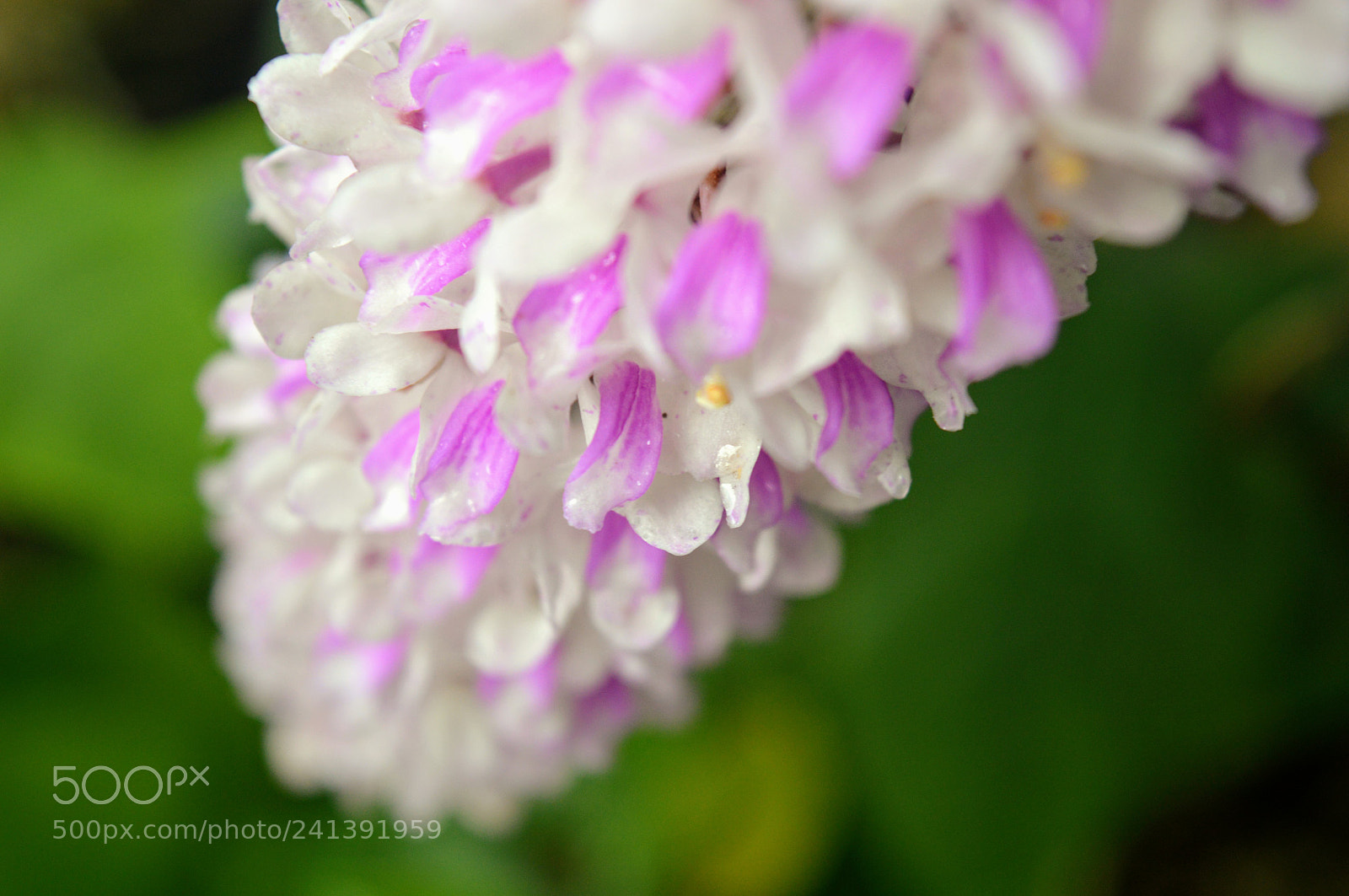 Nikon D3200 sample photo. Foxtail orchid! photography