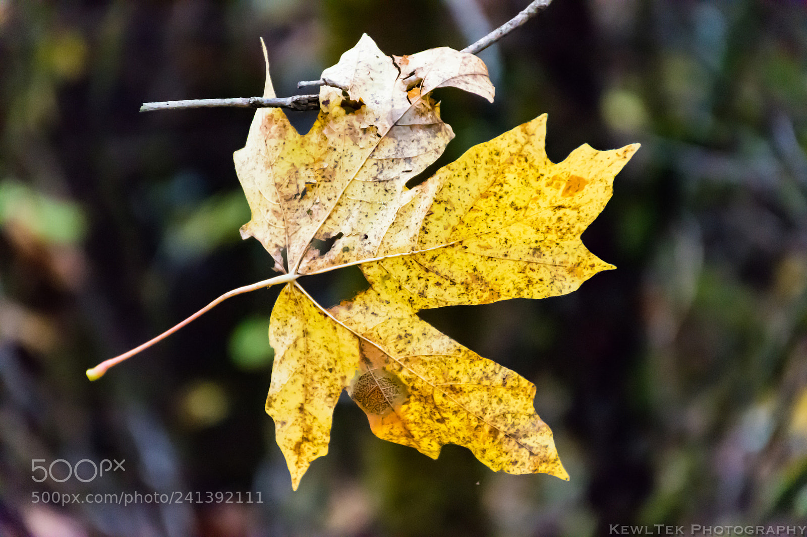 Nikon D5600 sample photo. Leaf photography