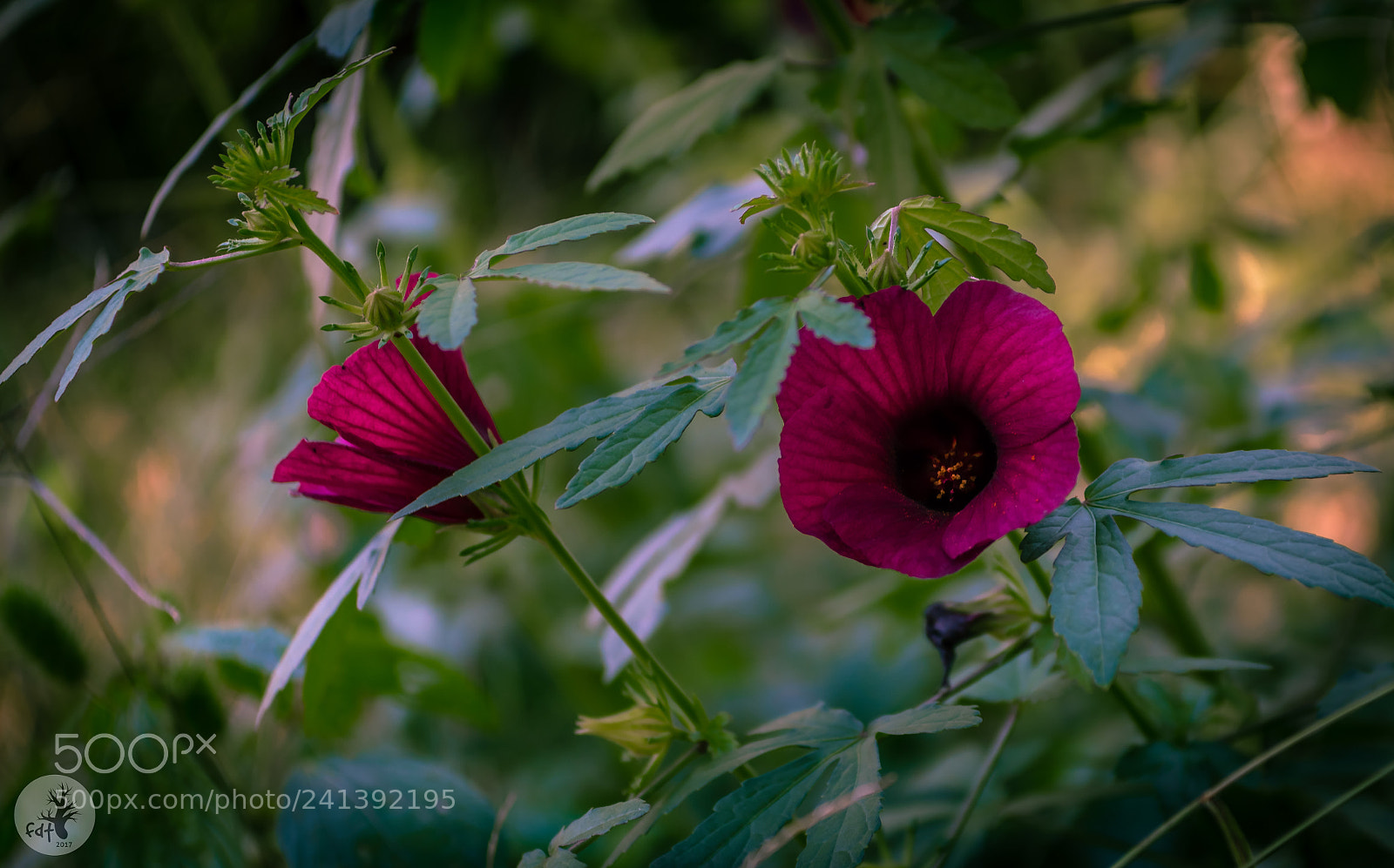 Samsung NX1 sample photo. Cranberry hibiscus (hibiscus acetosella) photography