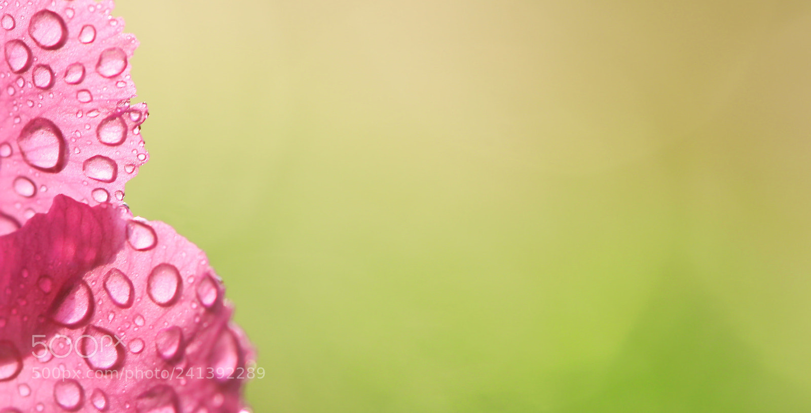 Canon EOS 100D (EOS Rebel SL1 / EOS Kiss X7) sample photo. Morning dew drop photography