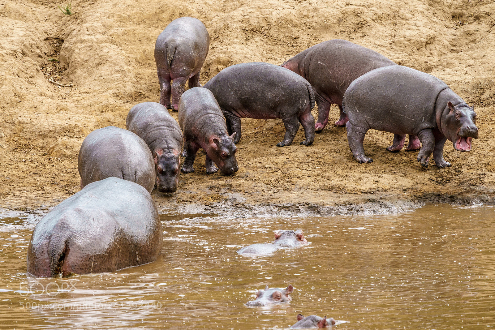 Sony a9 sample photo. Hippos photography