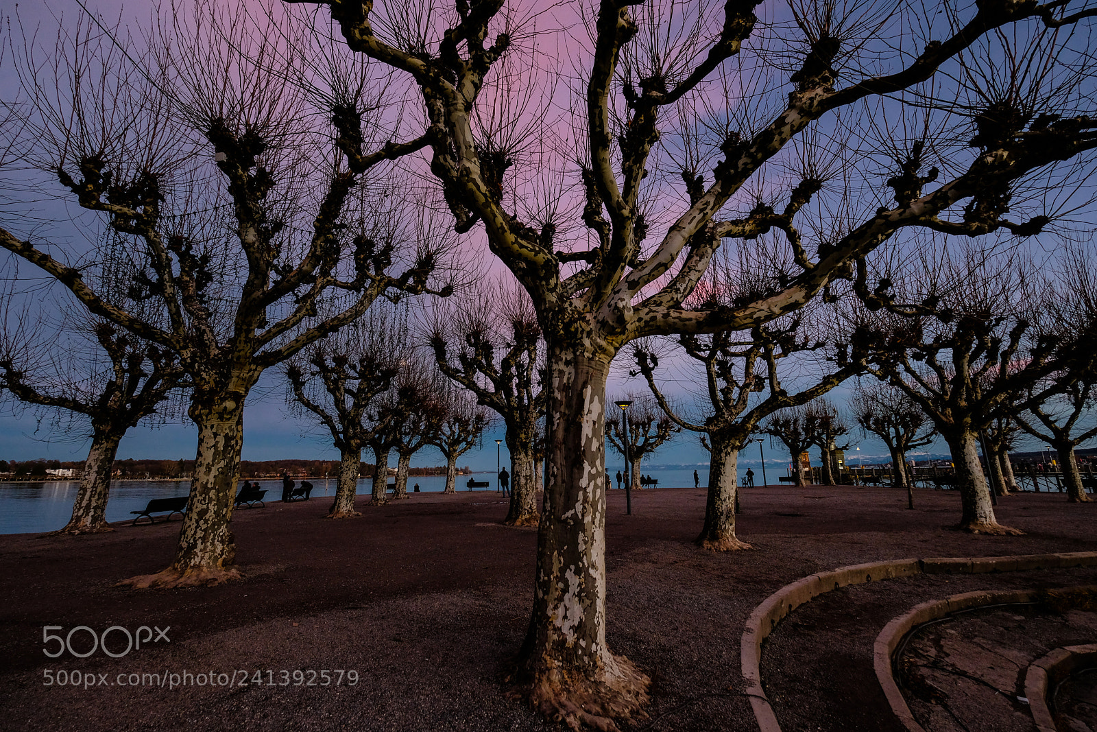 Fujifilm X-T2 sample photo. Plane-trees in sunset photography