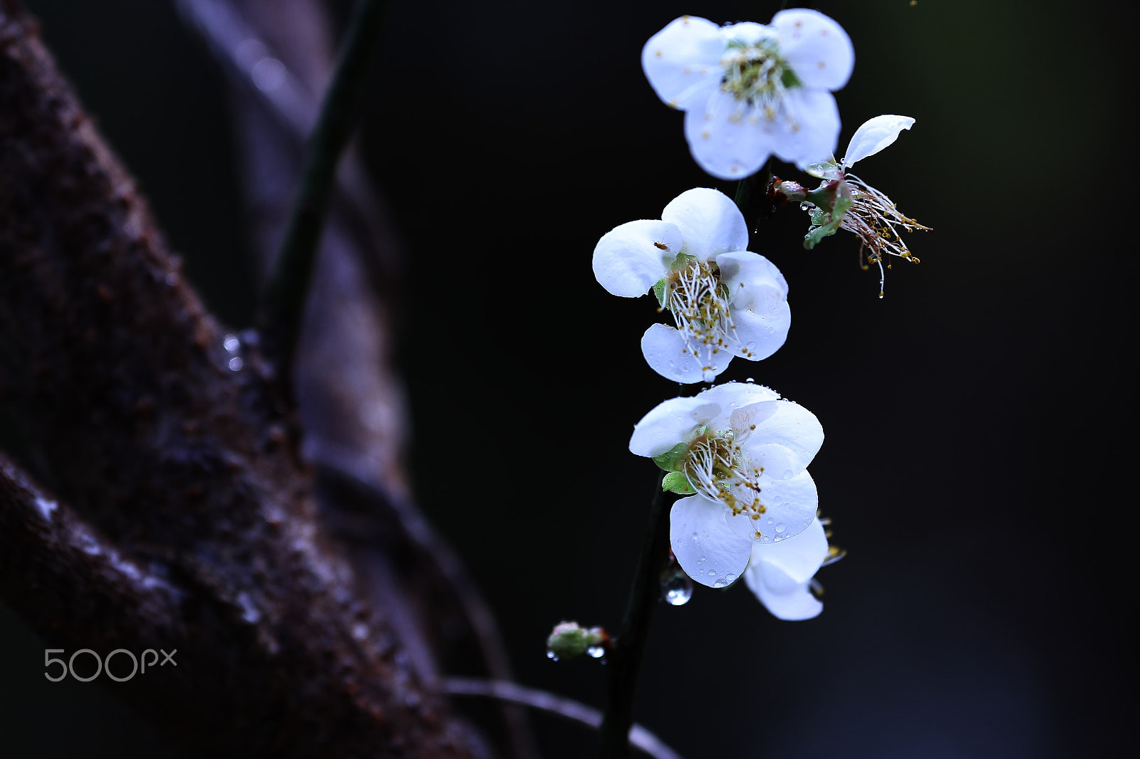Canon EF 70-300mm F4-5.6L IS USM sample photo. White plum blossom photography