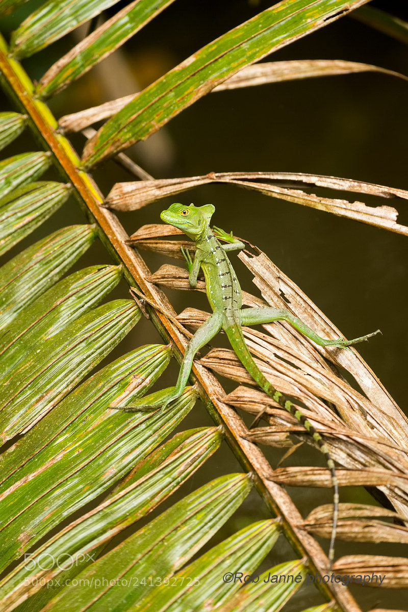 Nikon D4S sample photo. Female plumed basilisk photography