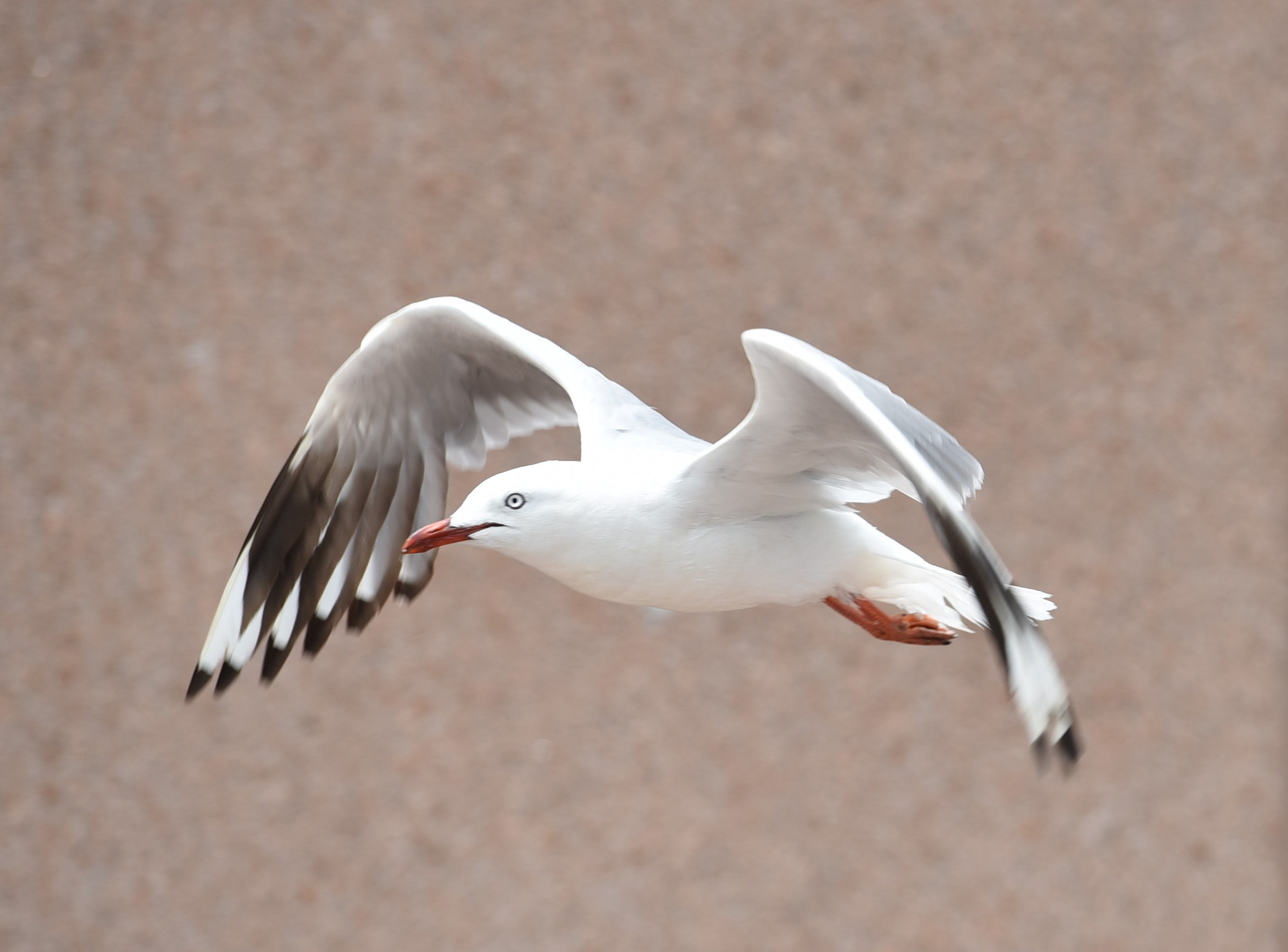 Nikon AF-S Nikkor 70-200mm F2.8G ED VR II sample photo. Seagull photography