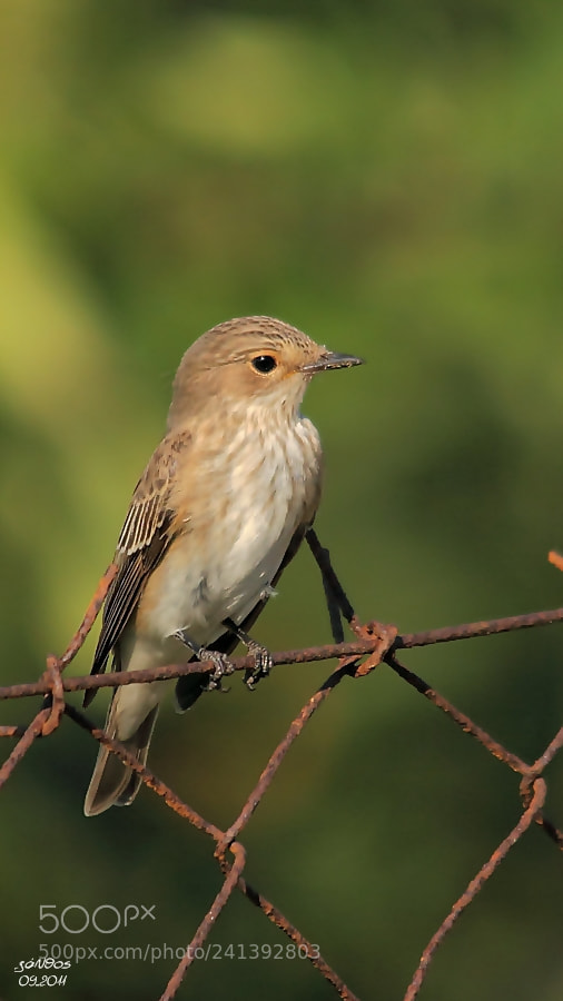 Canon EOS 550D (EOS Rebel T2i / EOS Kiss X4) sample photo. Muscicapa striata photography