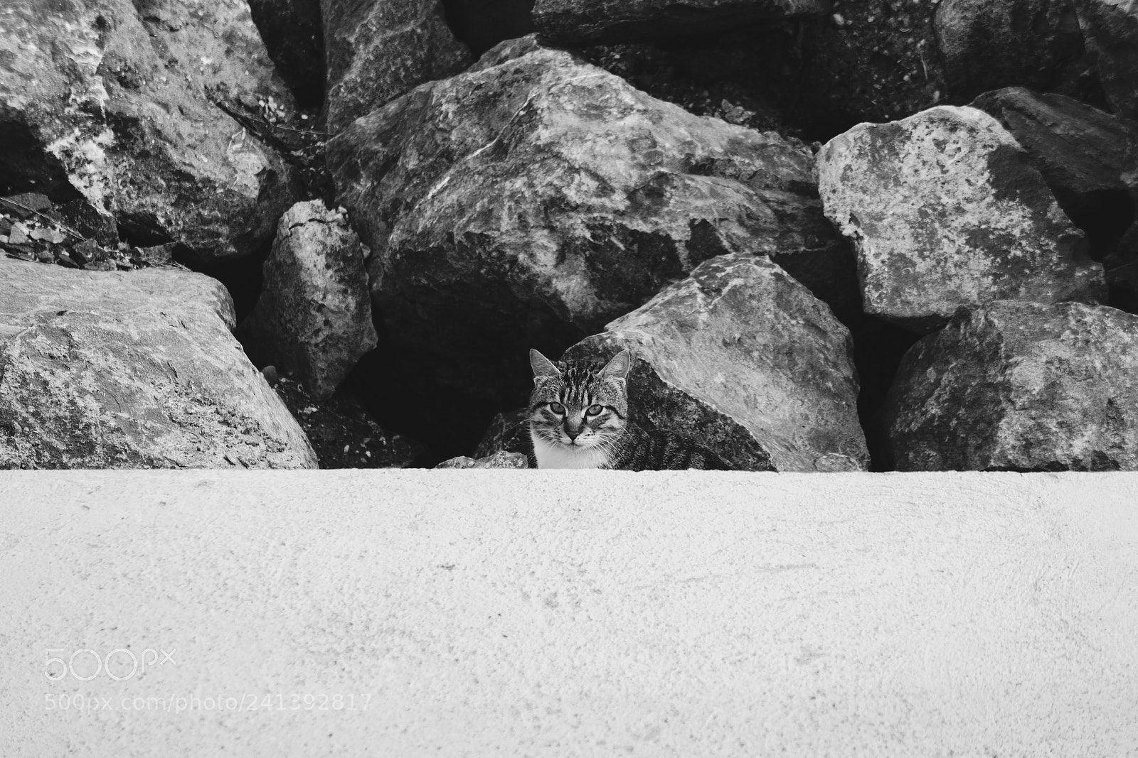 Sony a5100 sample photo. Camouflage photography