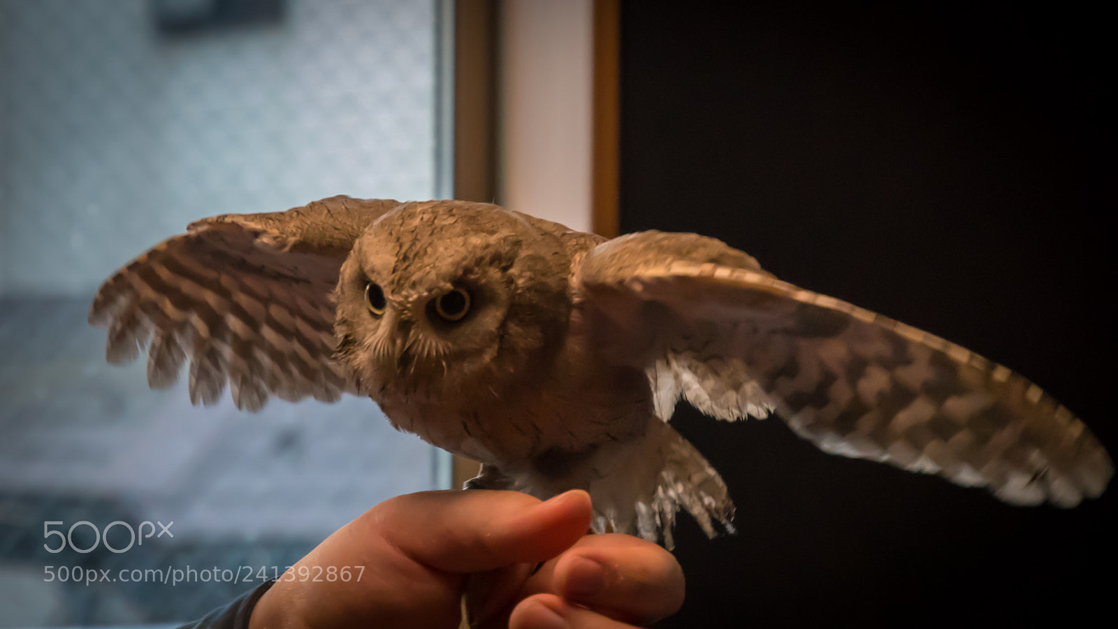 Nikon D500 sample photo. Owl photography